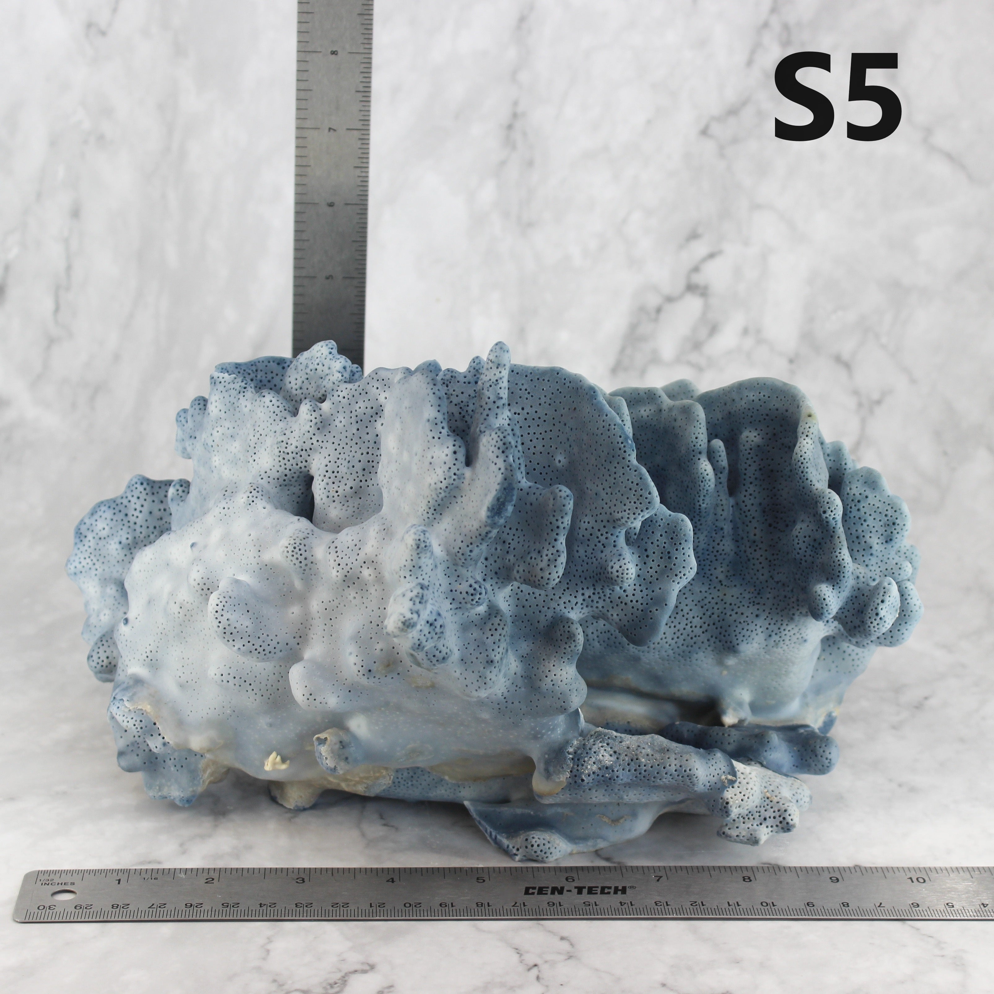 Blue Coral 10-12"