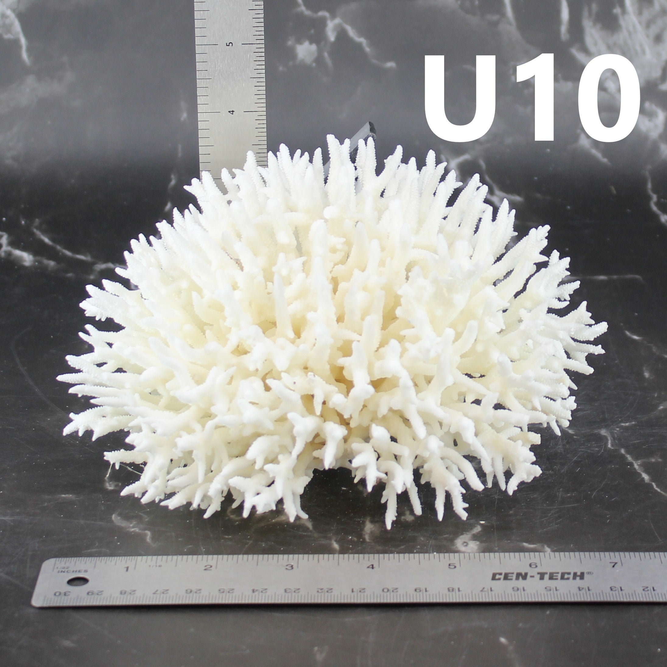 Birdsnest Coral 5-7"