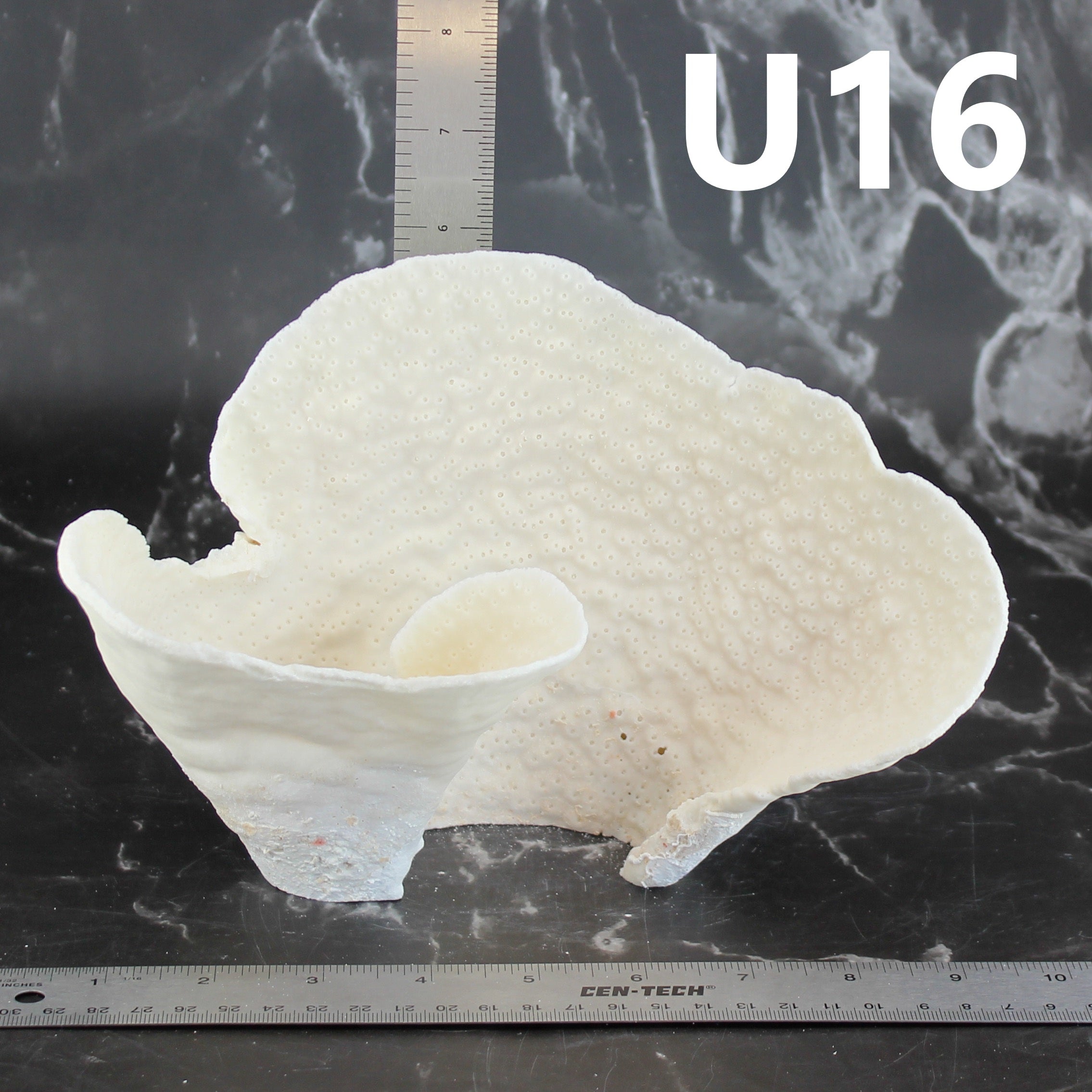 Cup Coral 7-10"