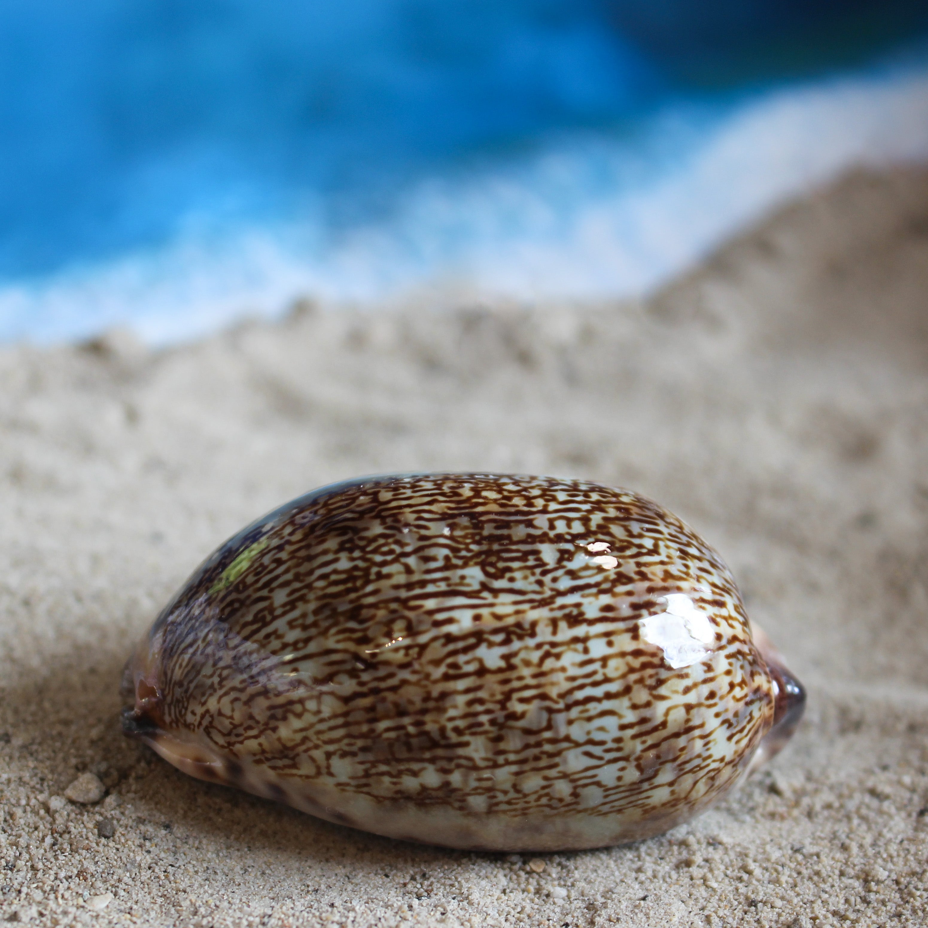 Calf Cowrie 2-2.25"