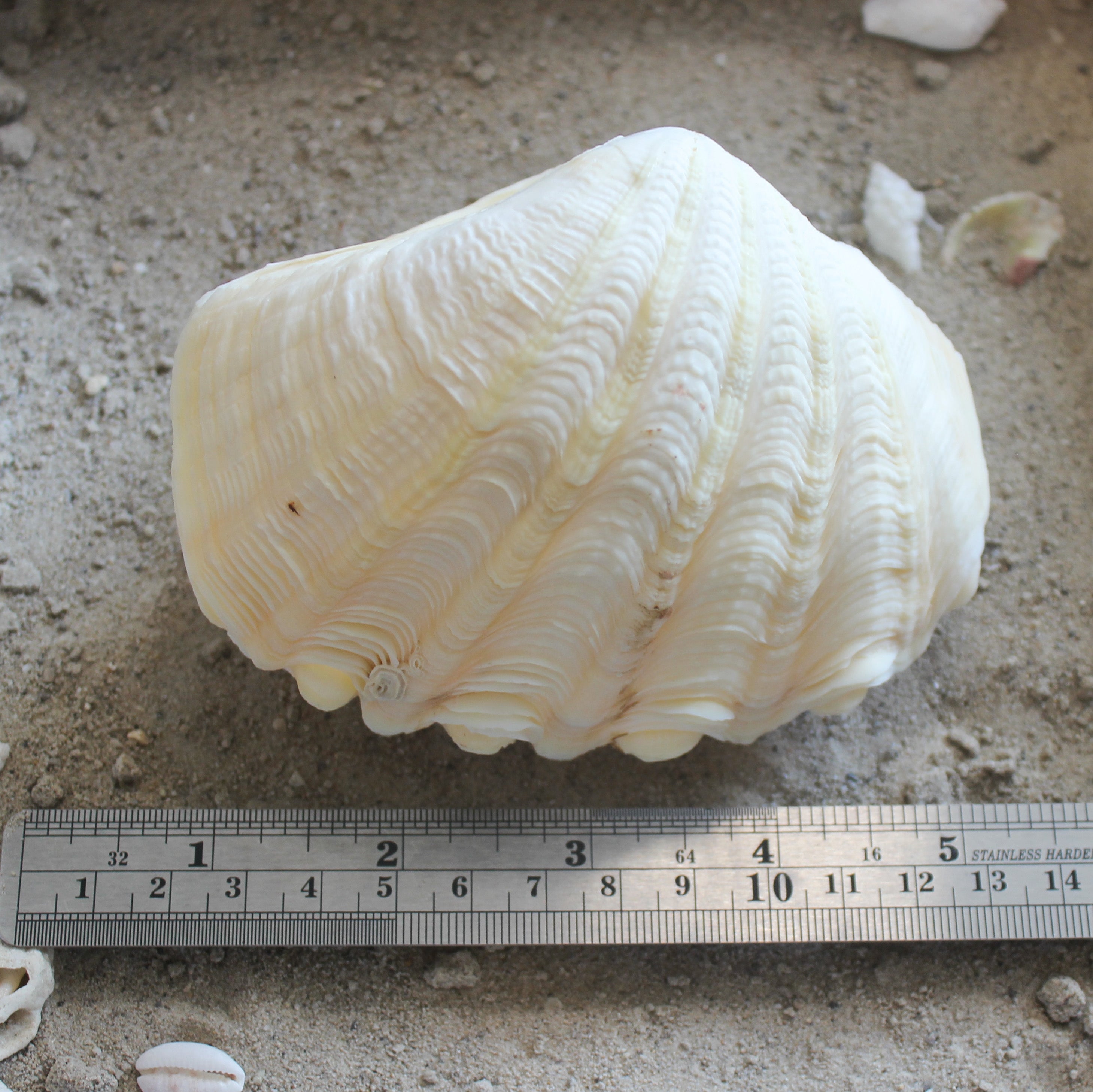 Derase Clams
