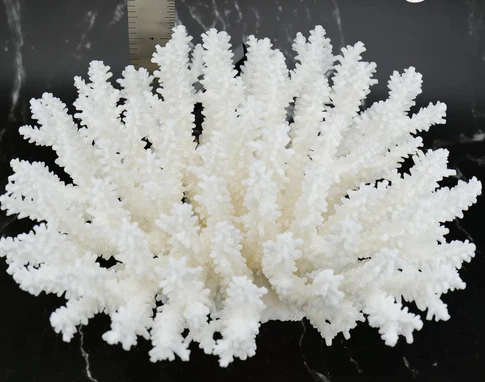 The Eco-Friendly Choice: Supporting Coral Reefs with Farmed Coral from novaymarts.shop