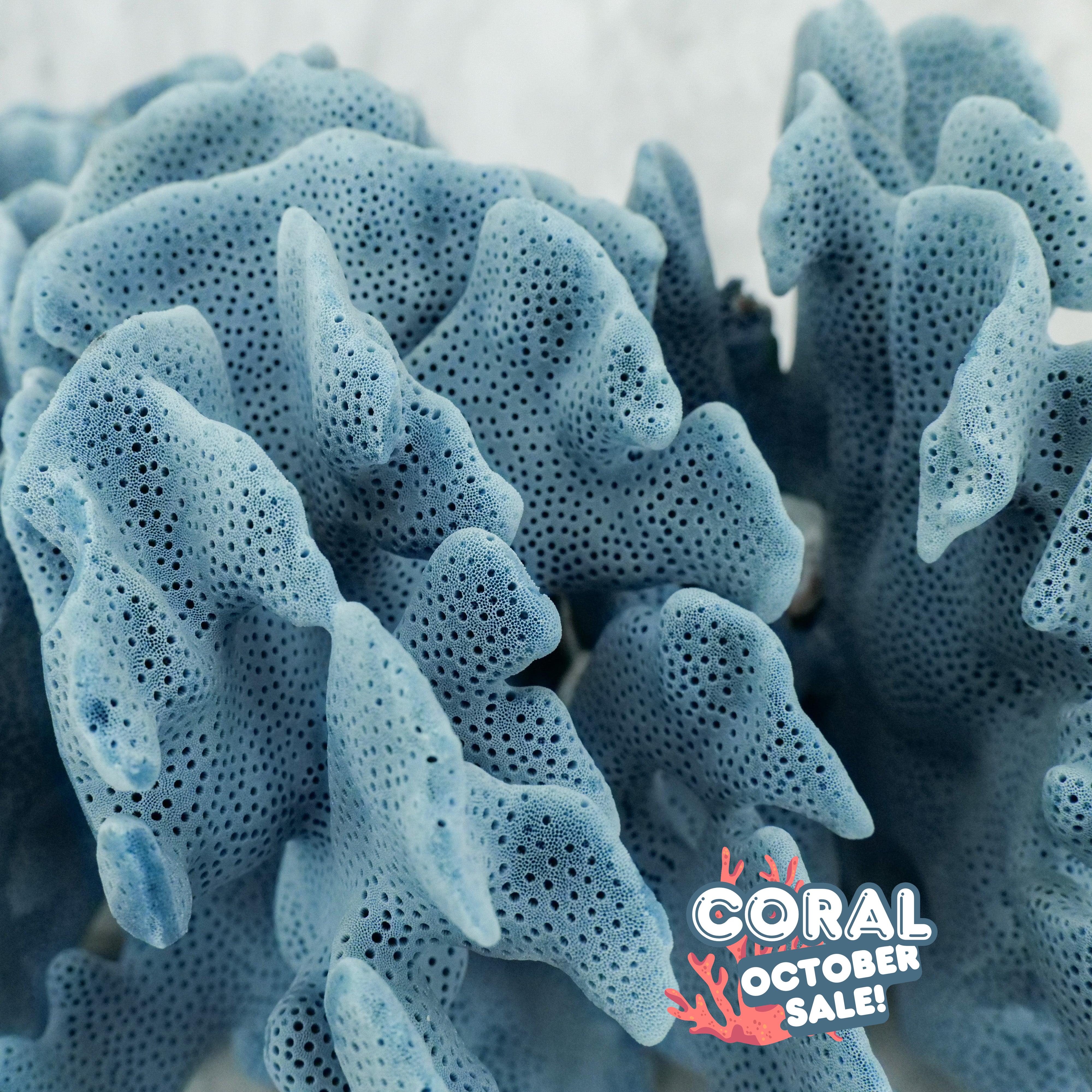 Blue Coral 10-12"