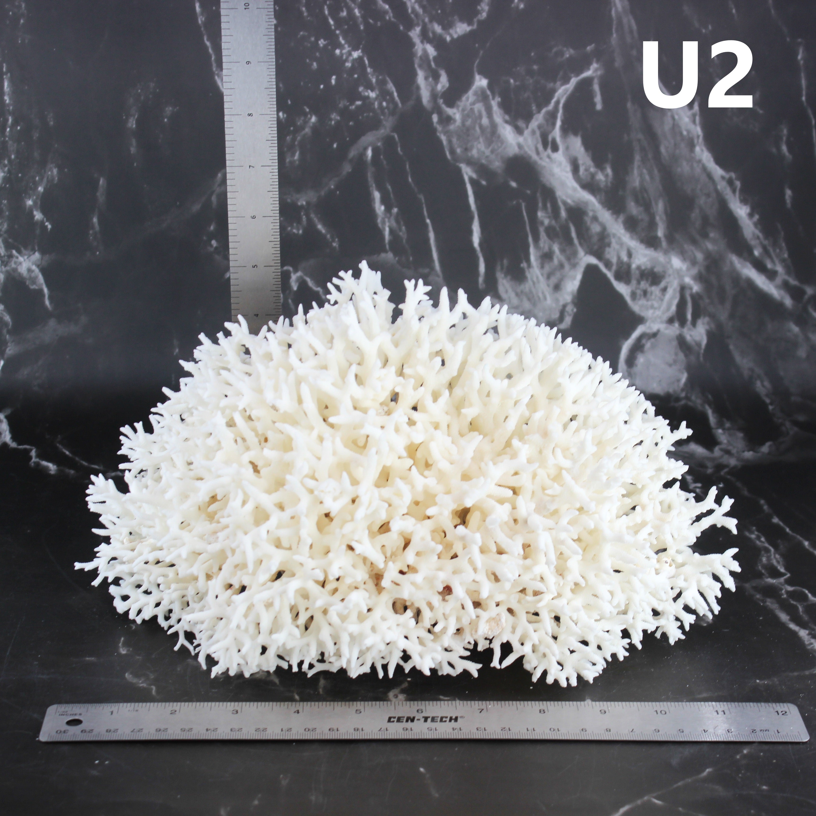 Birdsnest Coral 10-12"
