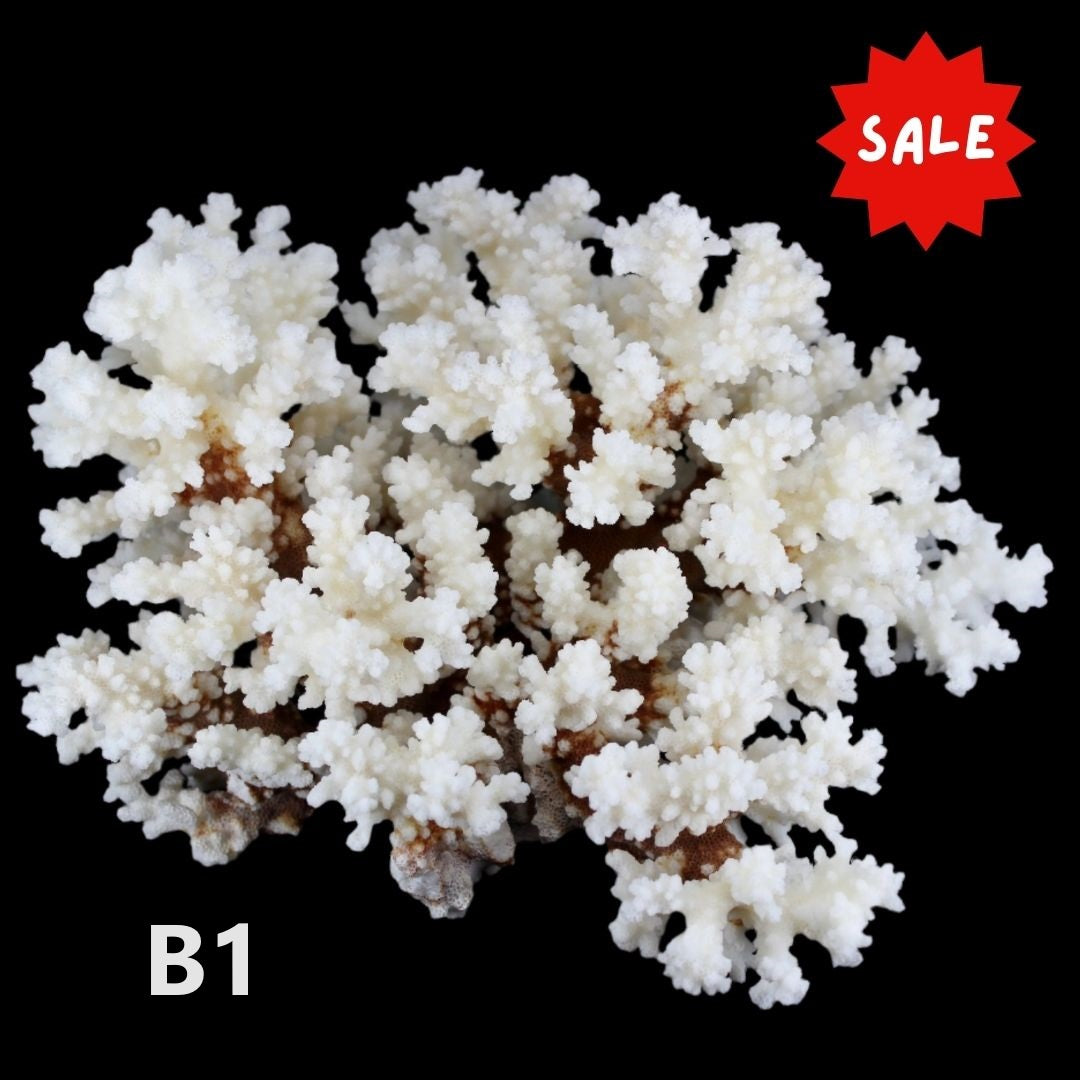 Brownstem Coral 10-12"