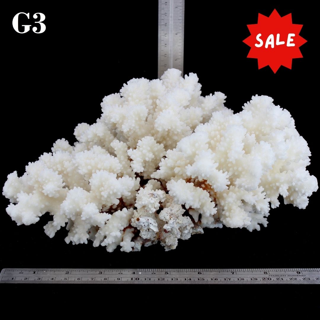 Brownstem Coral 10-12"