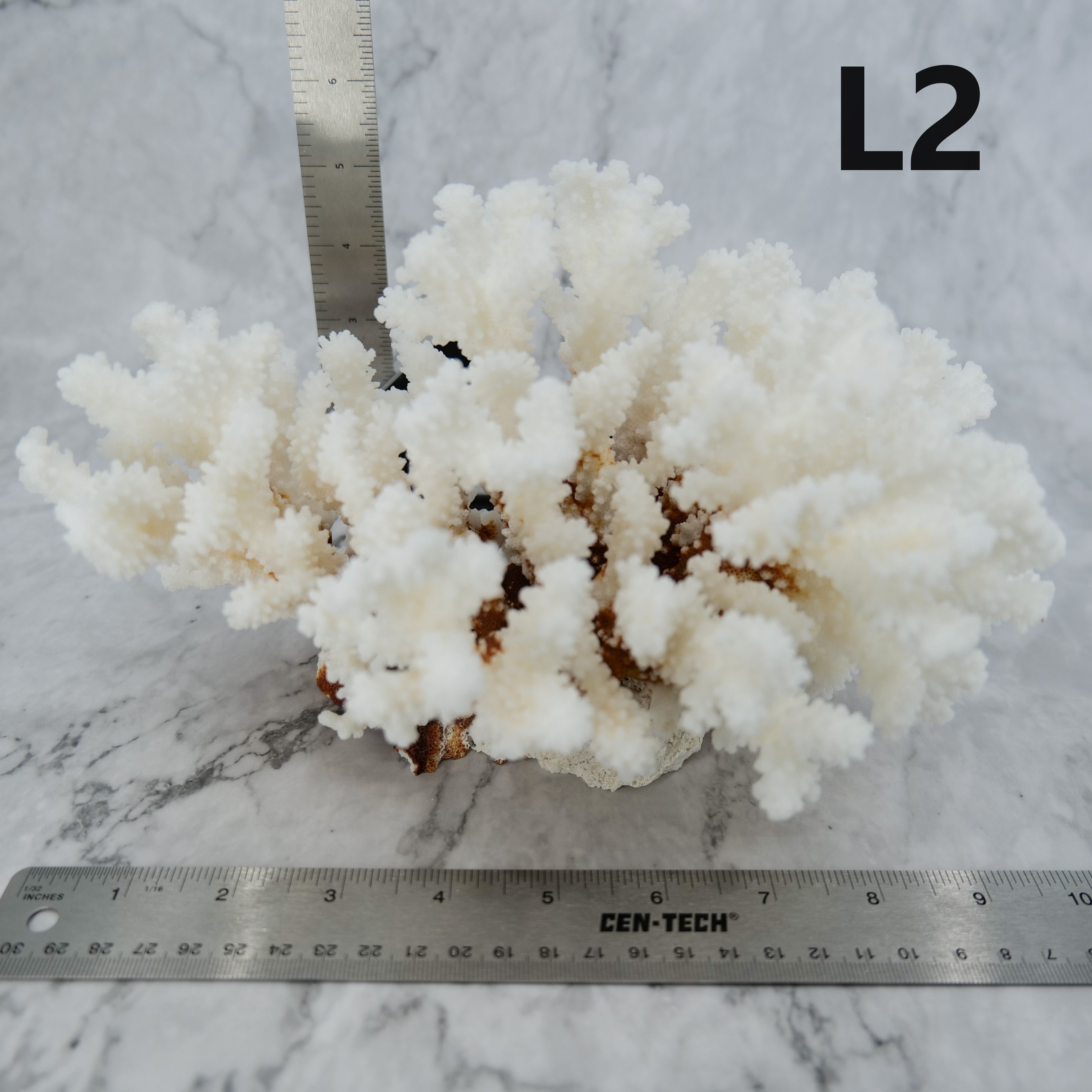 Brownstem Coral 10-12"