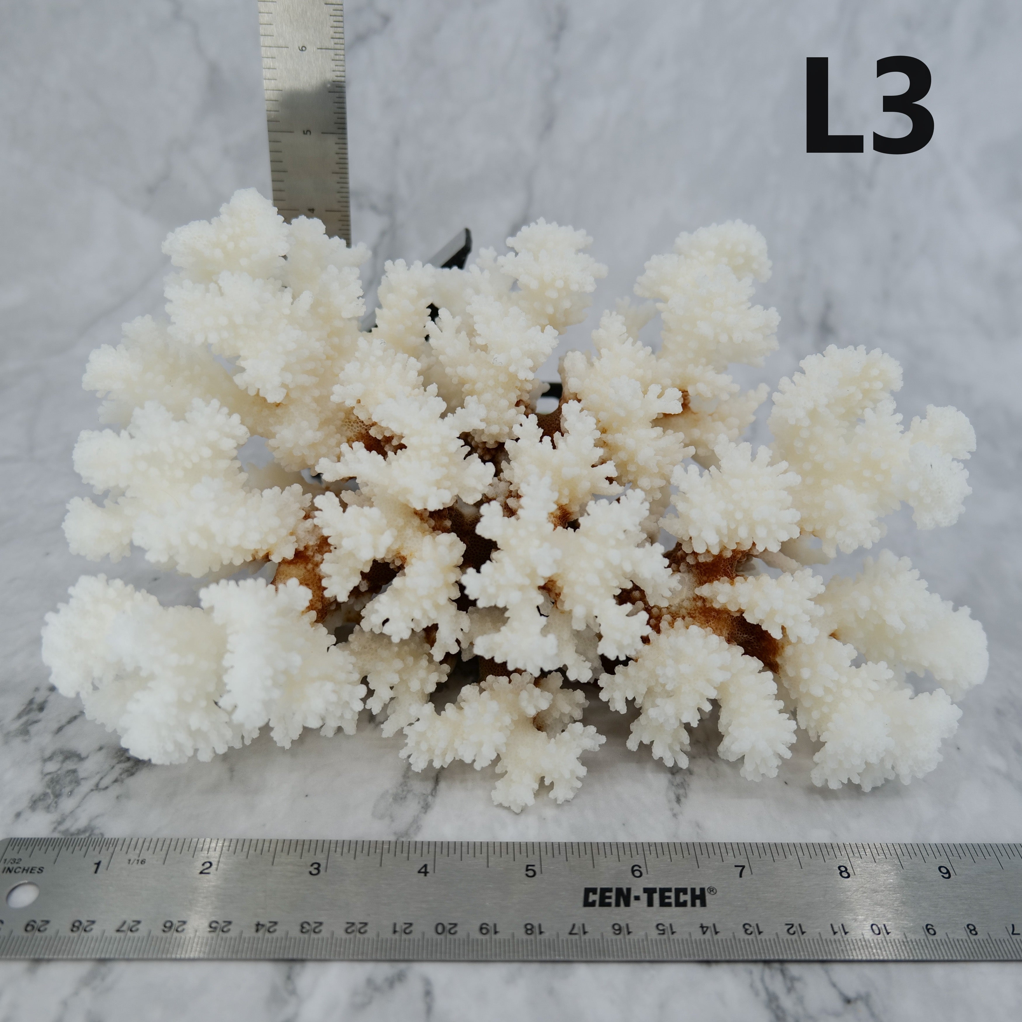 Brownstem Coral 10-12"