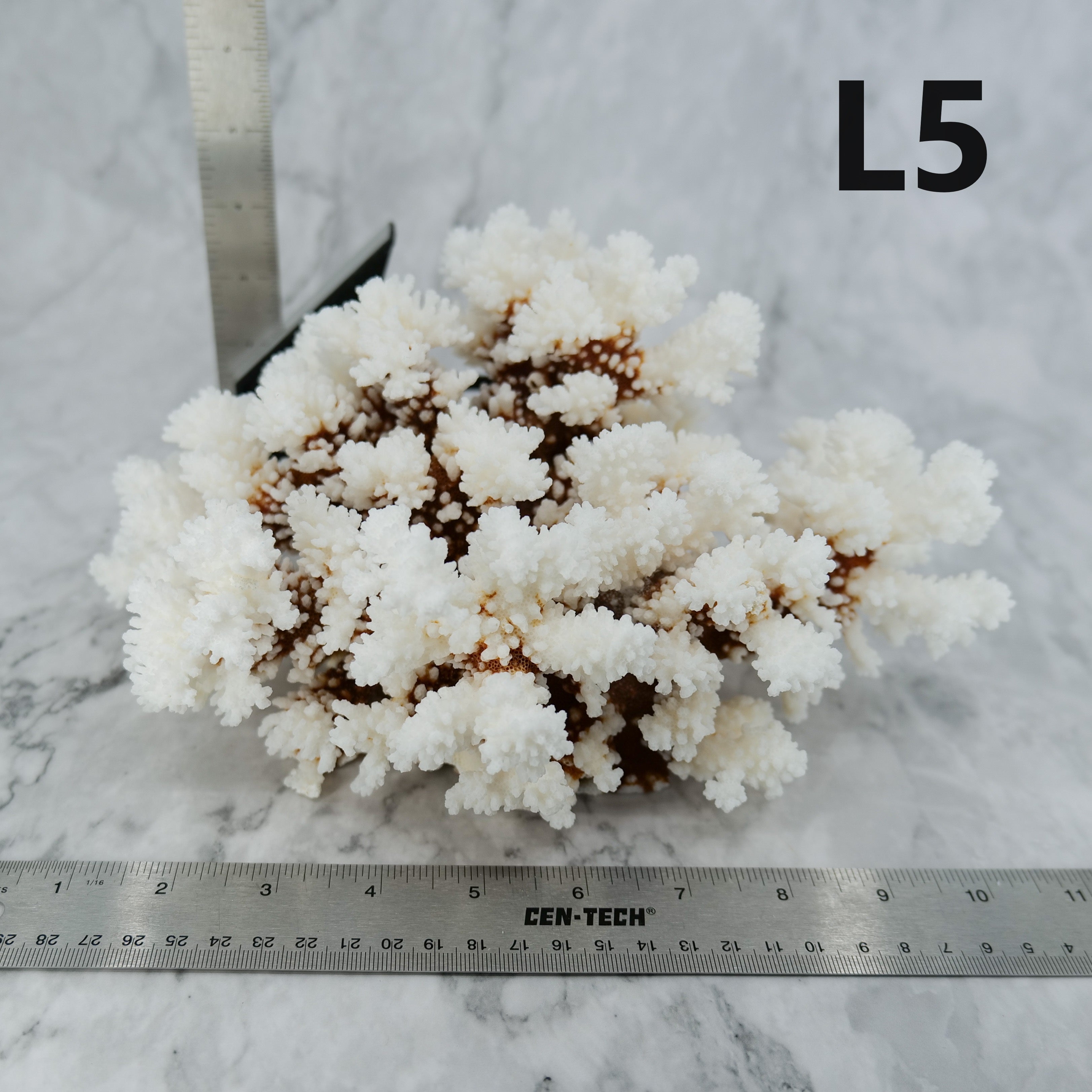 Brownstem Coral 10-12"
