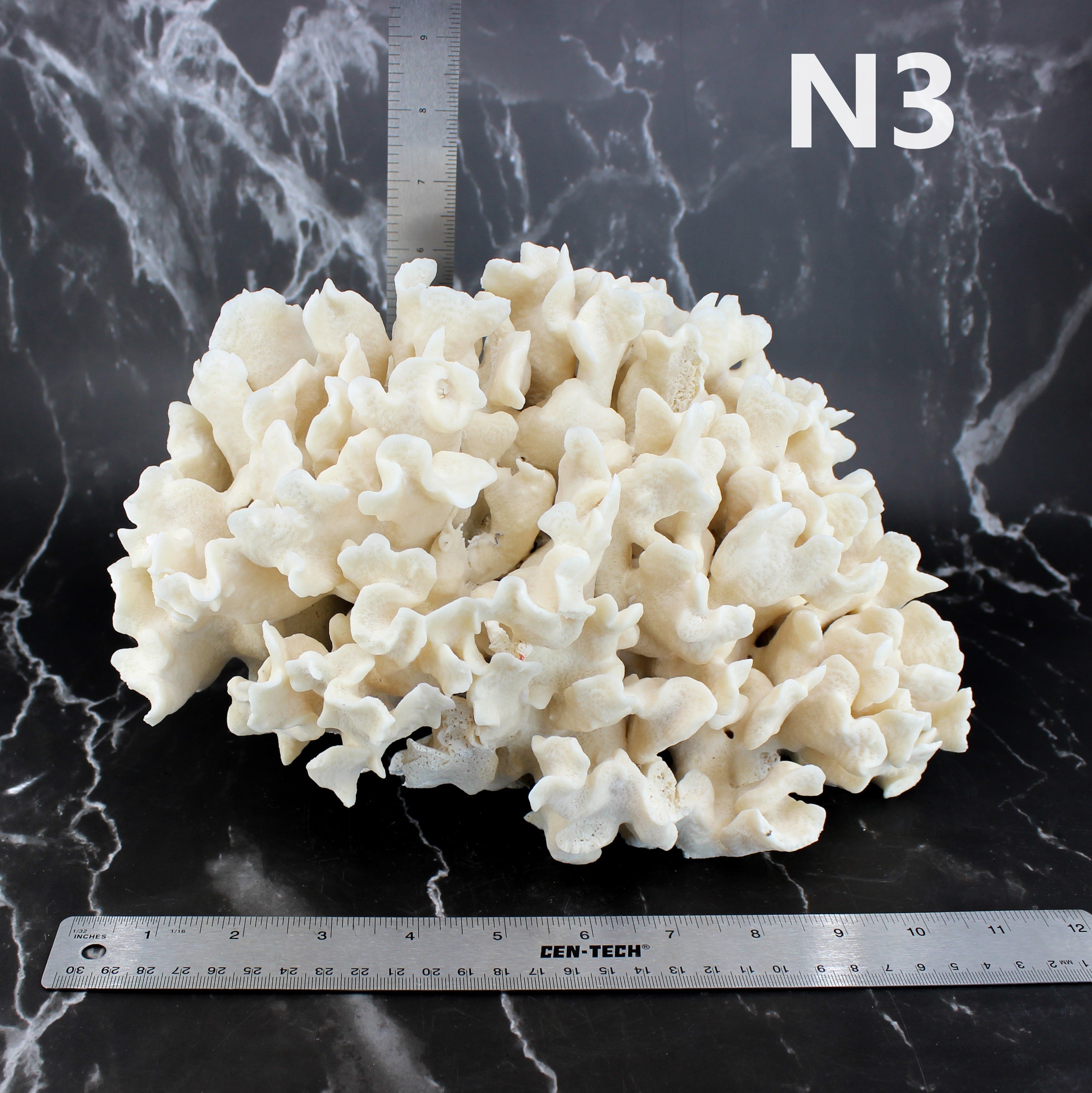 Cactus Coral 10-12"