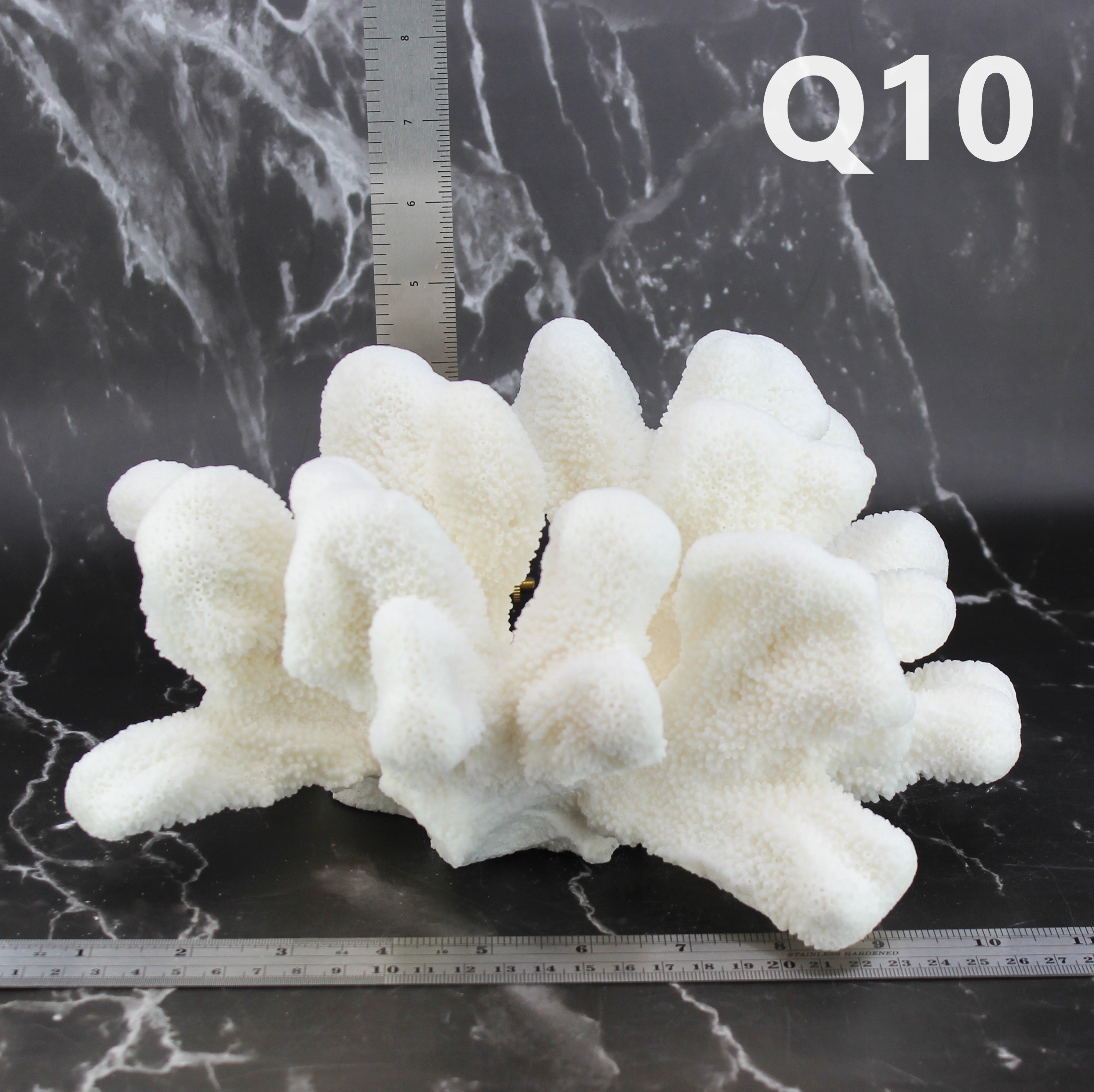 Catspaw Coral 10-12"