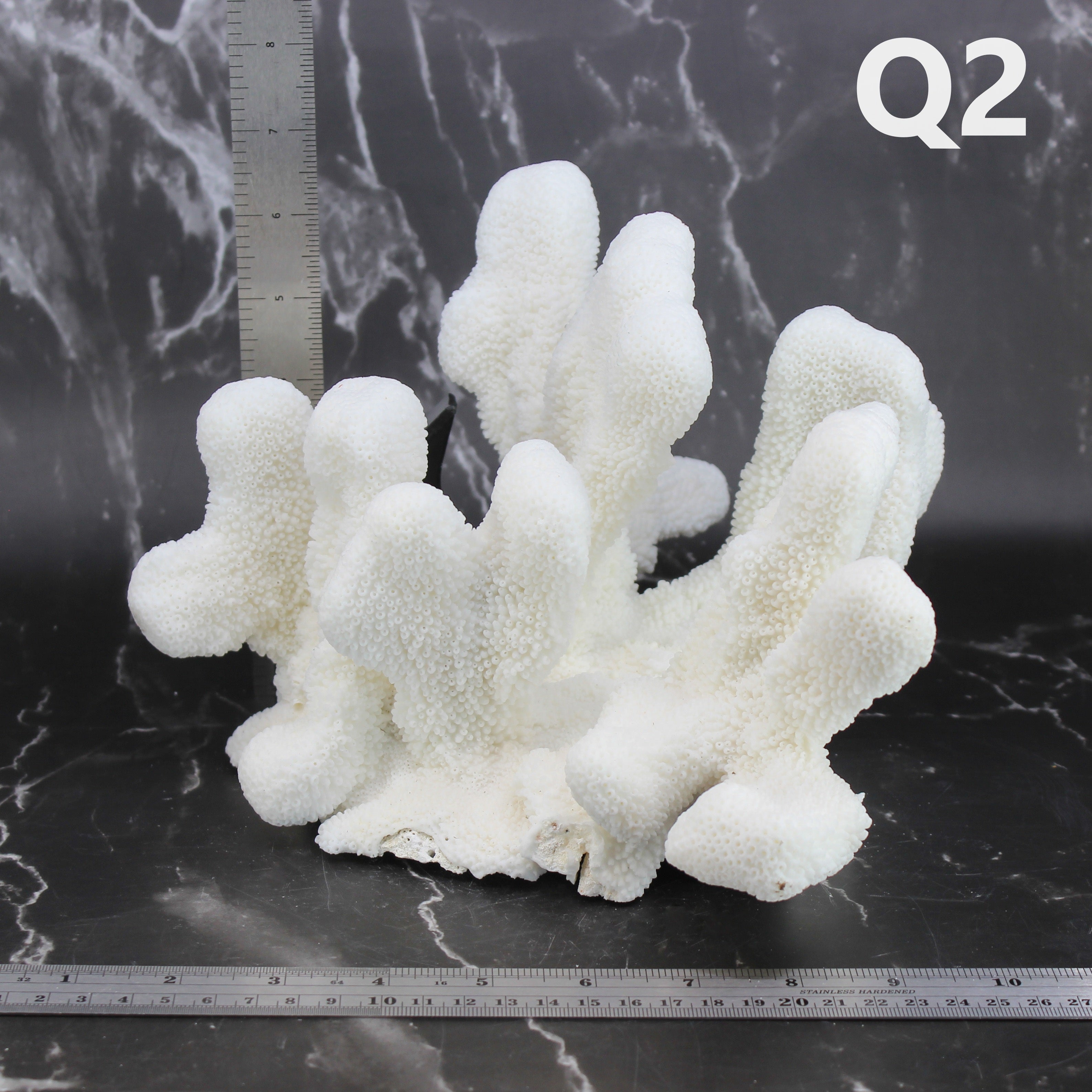 Catspaw Coral 10-12"