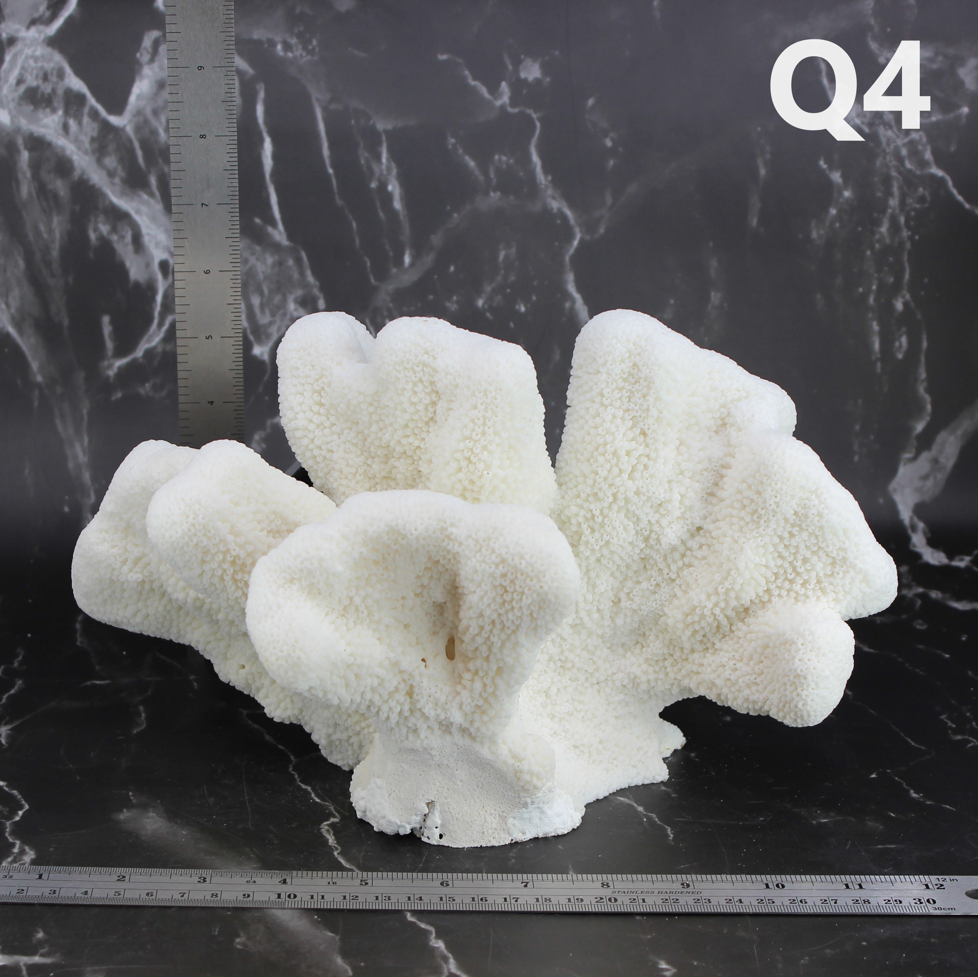 Catspaw Coral 10-12"