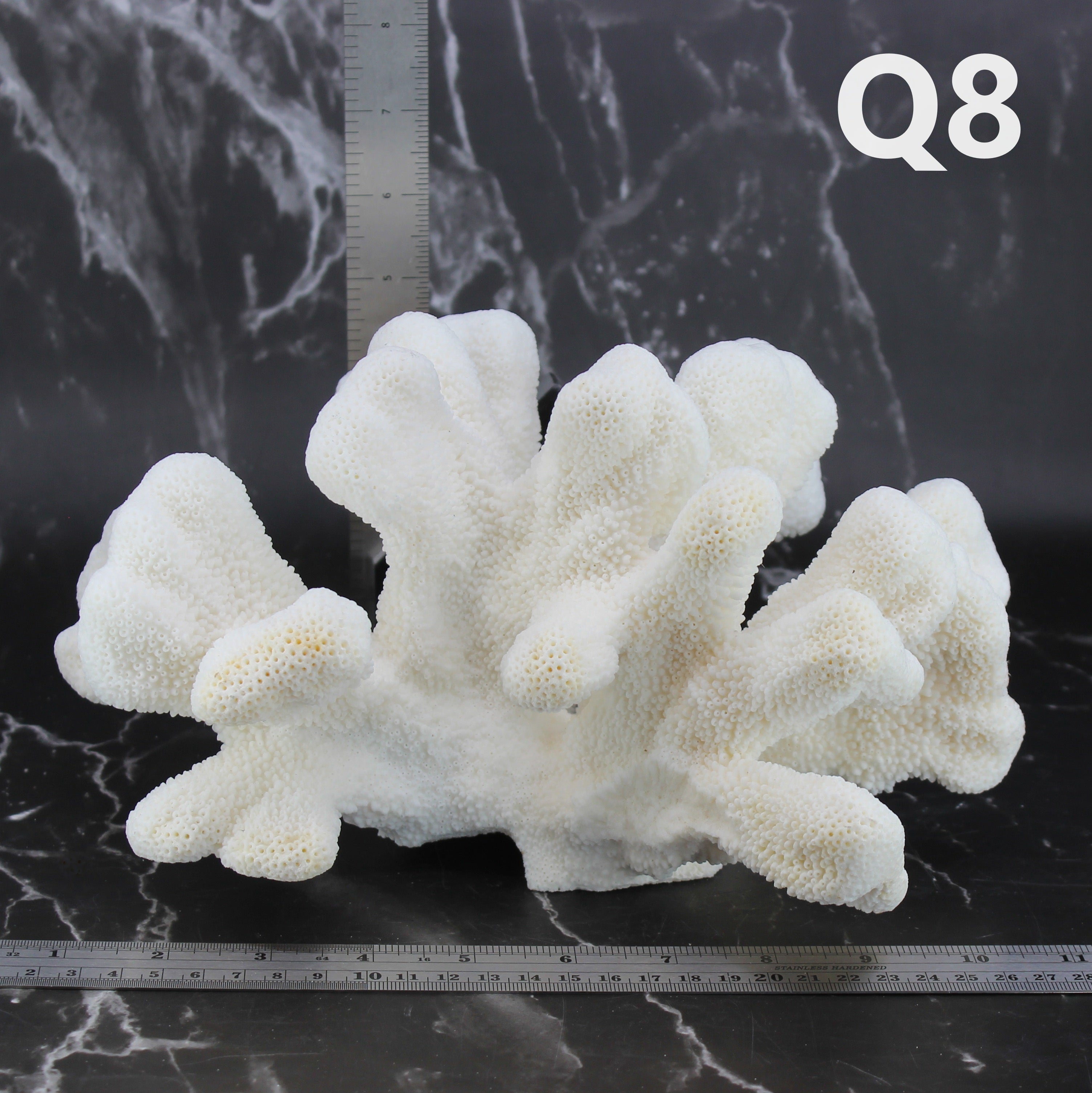 Catspaw Coral 10-12"