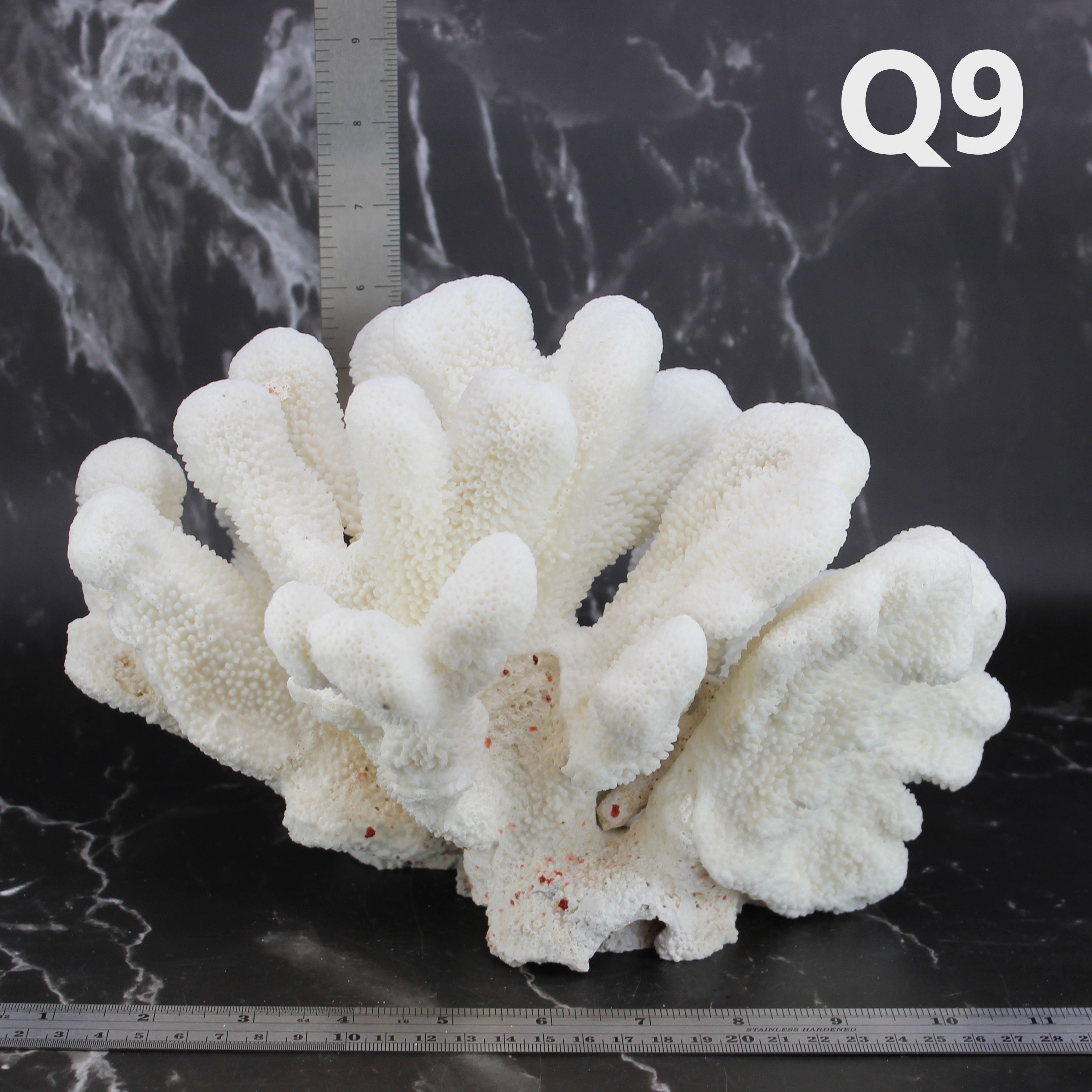 Catspaw Coral 10-12"