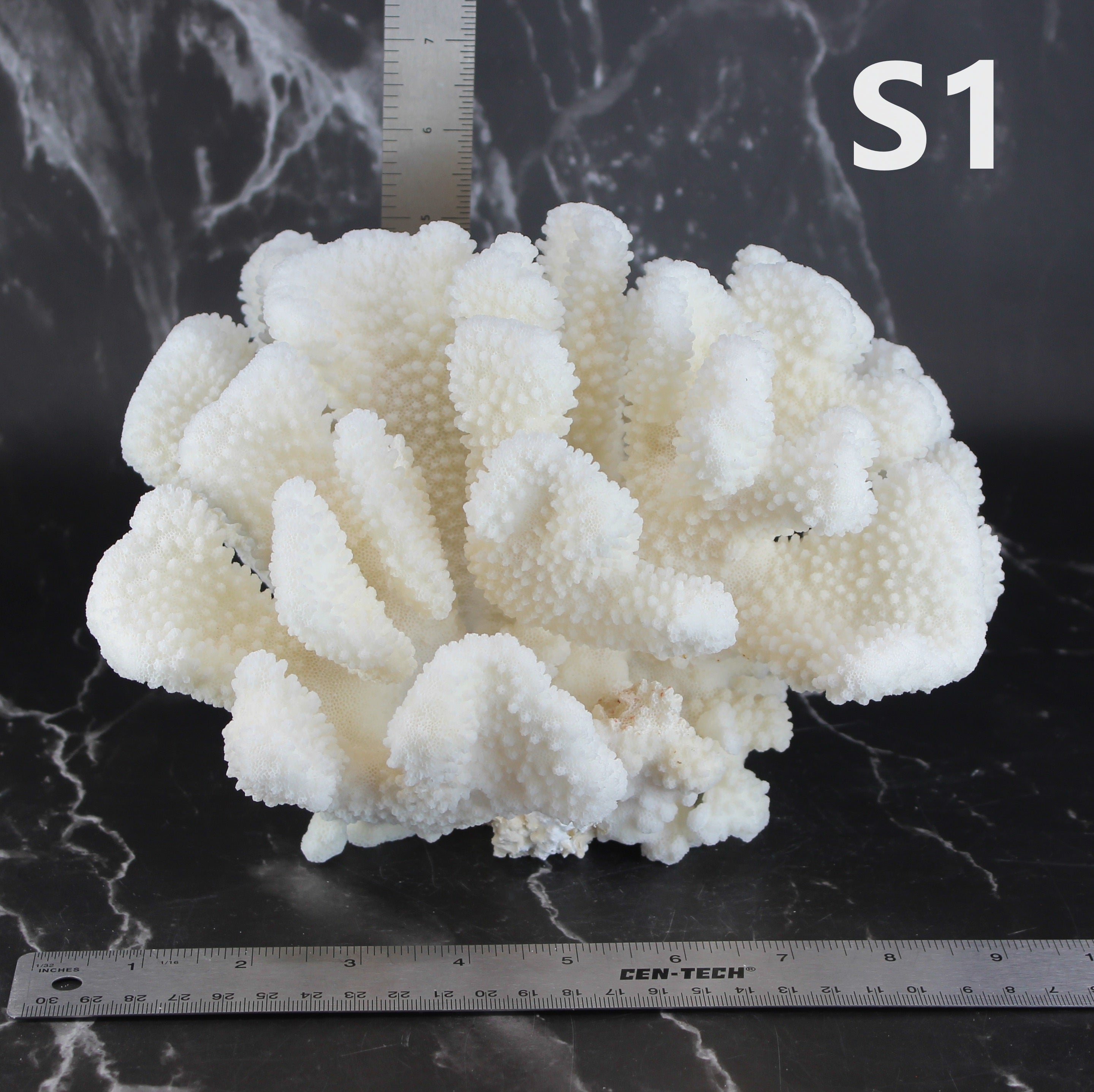 Cauliflower Coral 10-12"