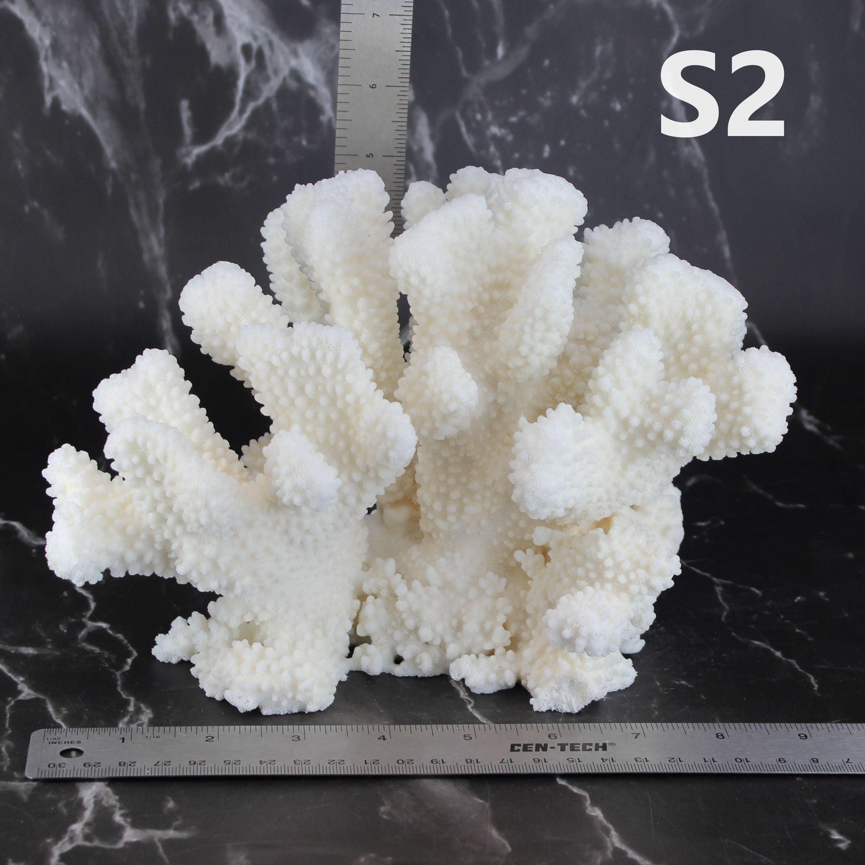Cauliflower Coral 10-12"