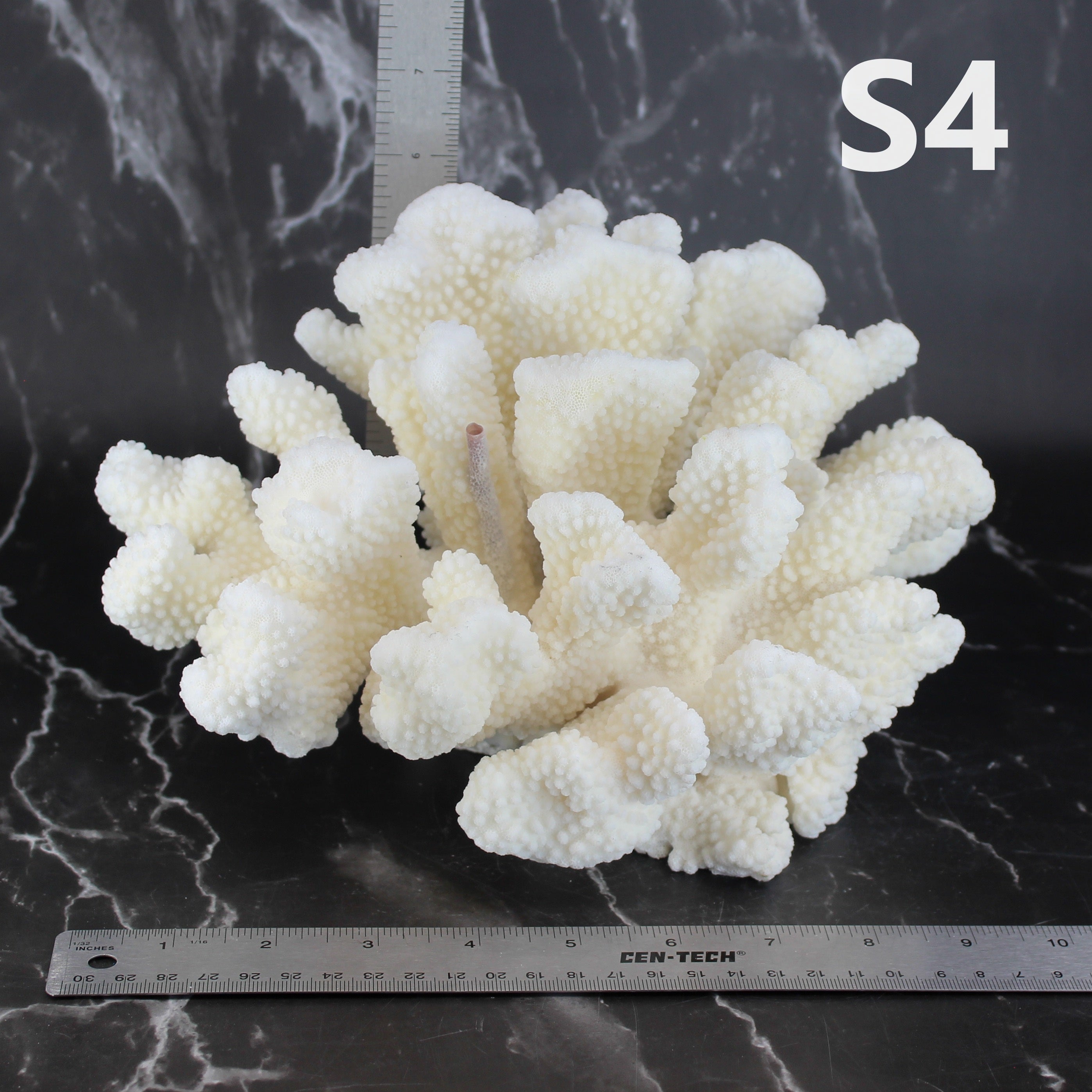 Cauliflower Coral 10-12"