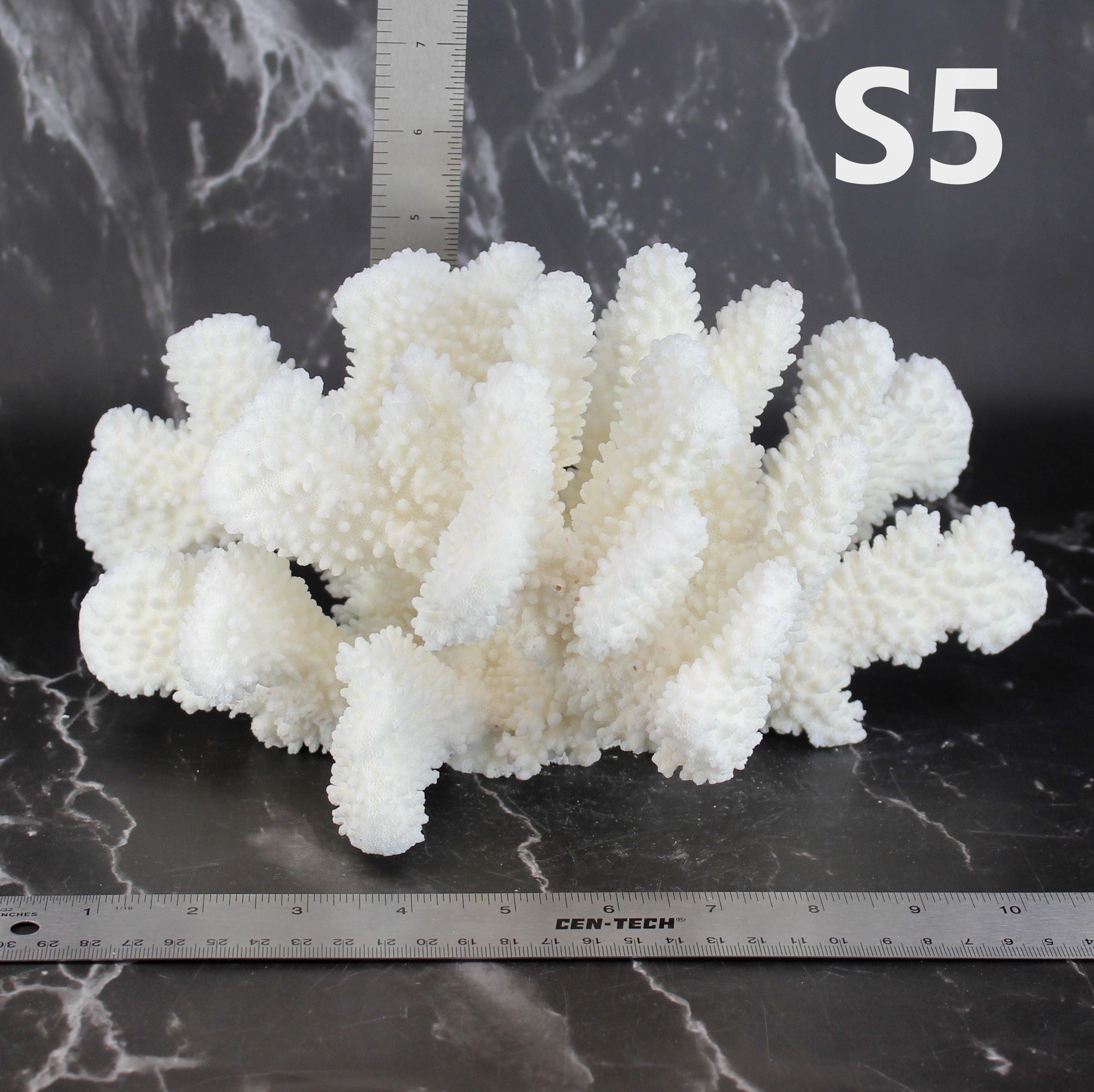 Cauliflower Coral 10-12"