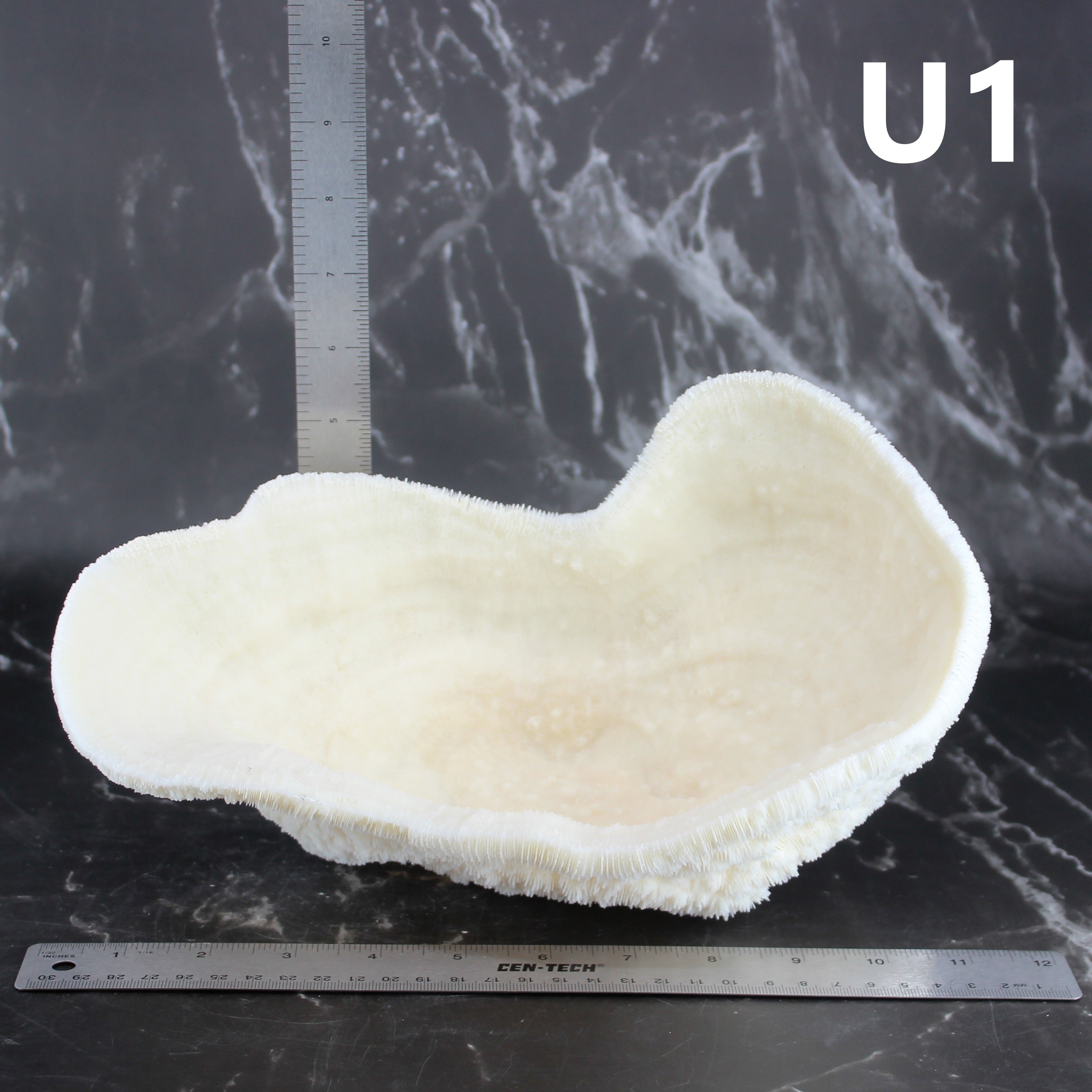 Coral Bowl 10-12"
