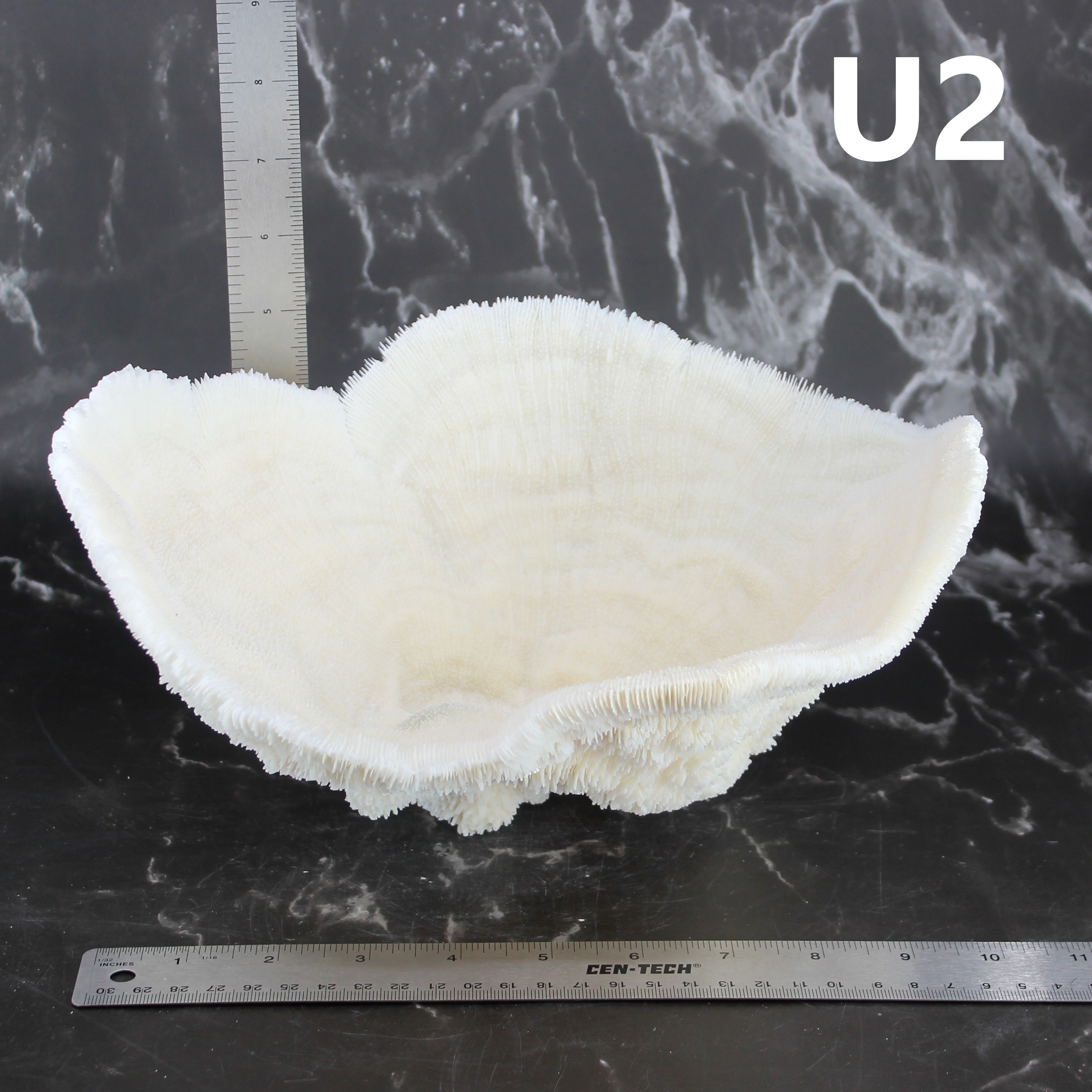Coral Bowl 10-12"