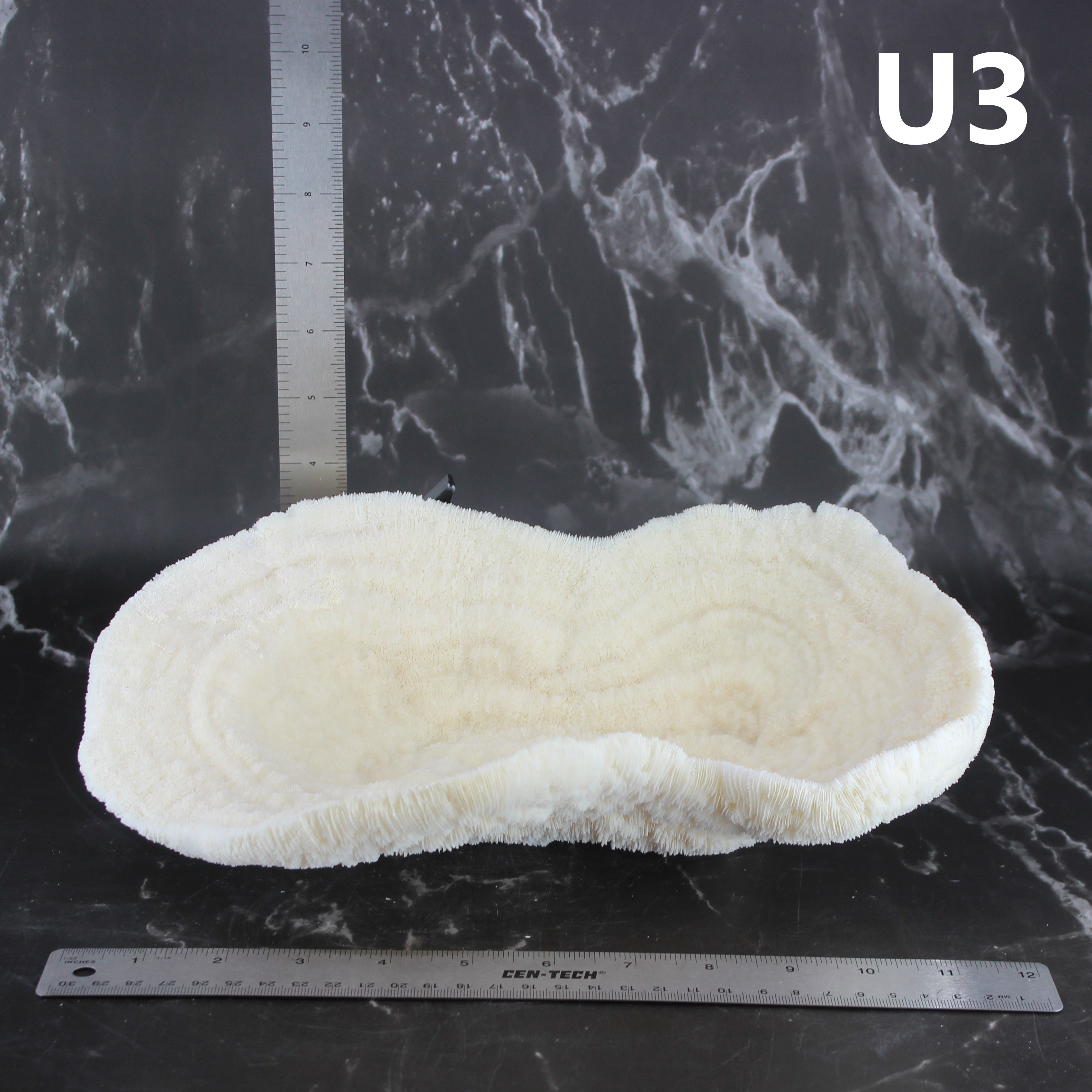 Coral Bowl 10-12"