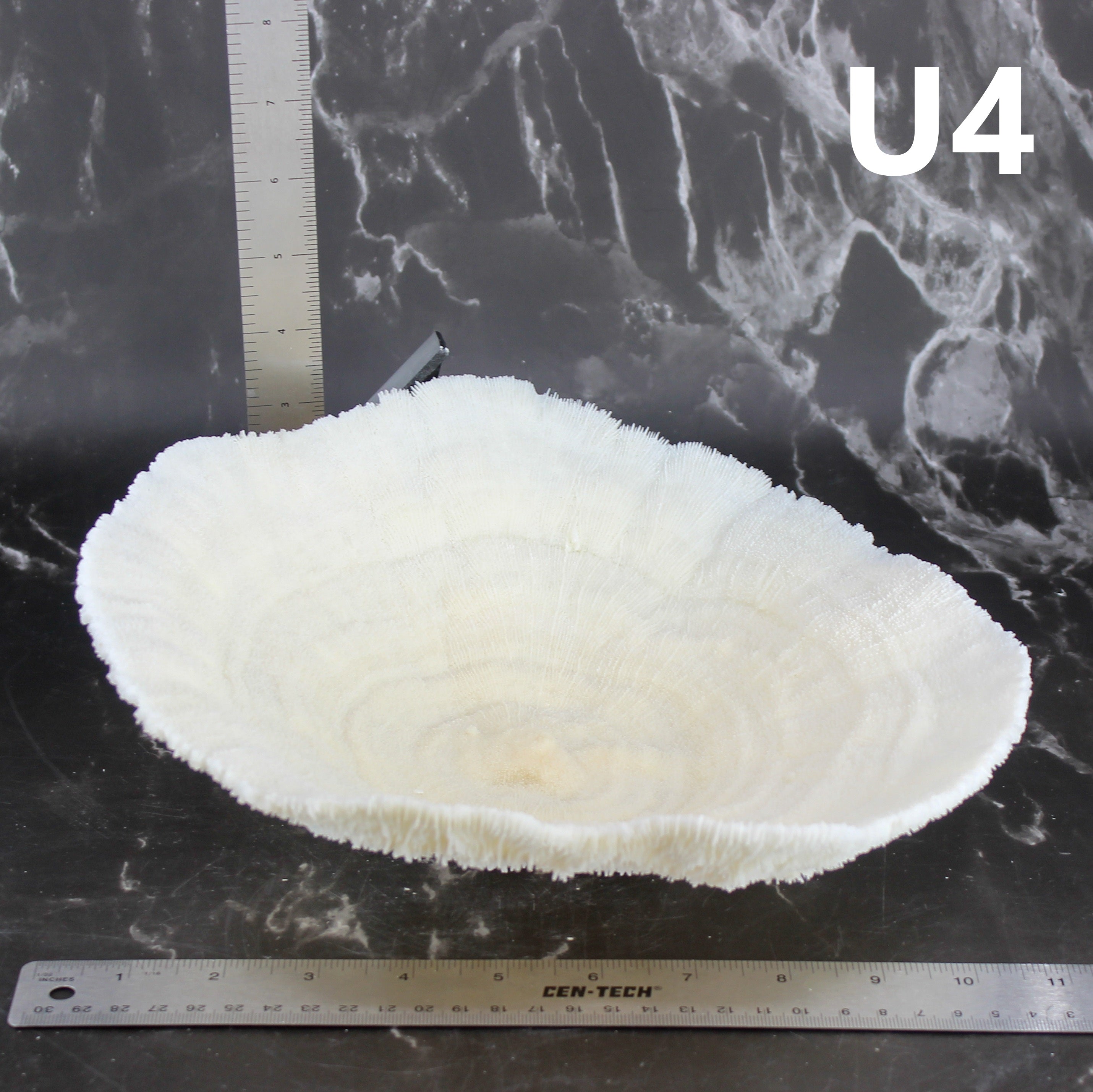 Coral Bowl 10-12"