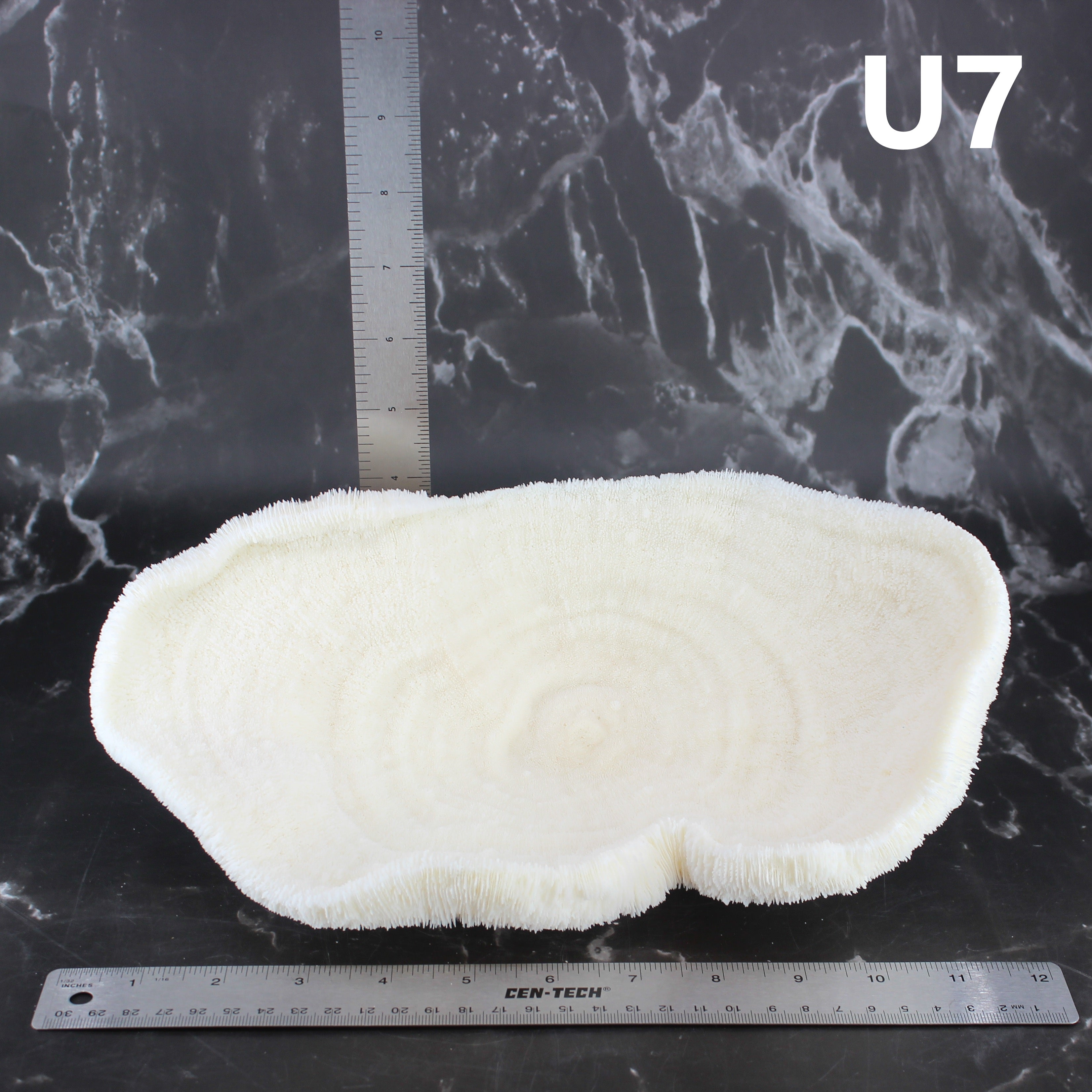 Coral Bowl 10-12"