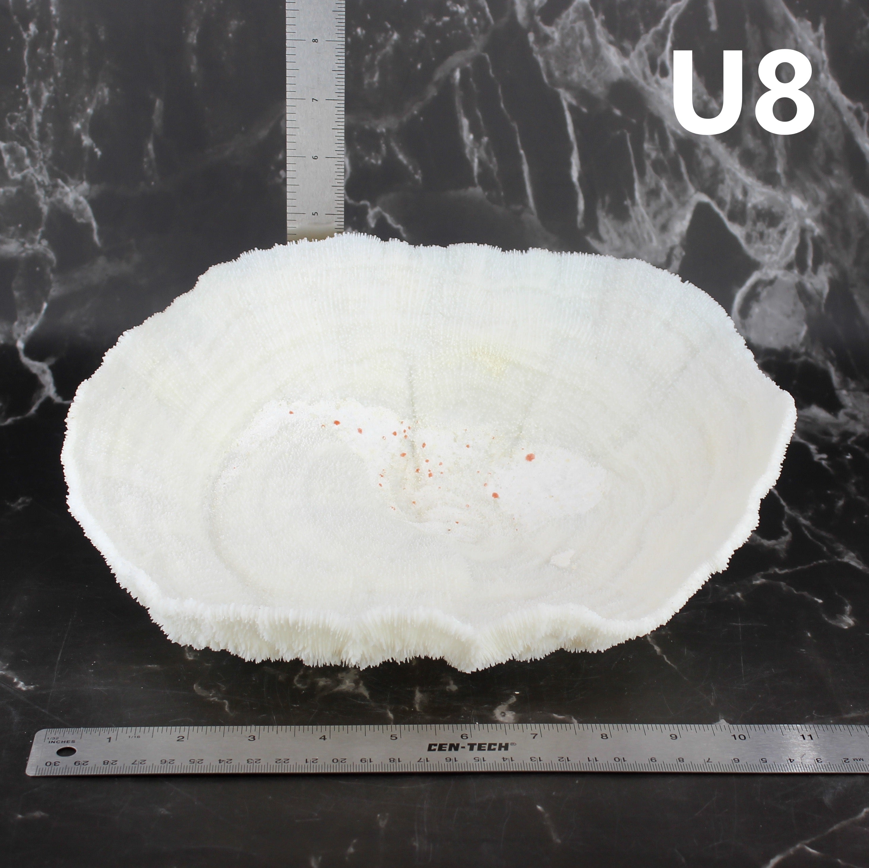Coral Bowl 10-12"
