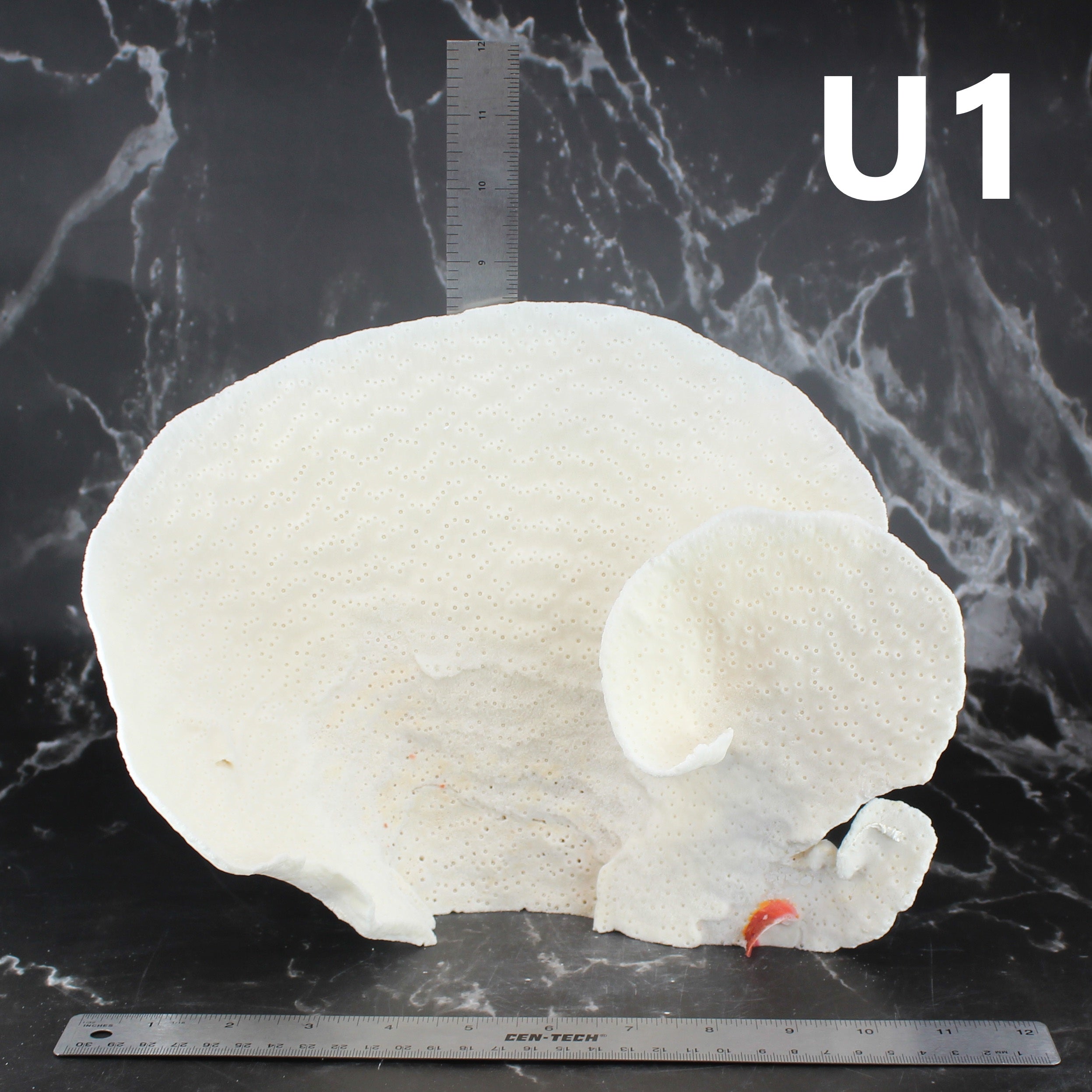 Cup Coral 10-12"