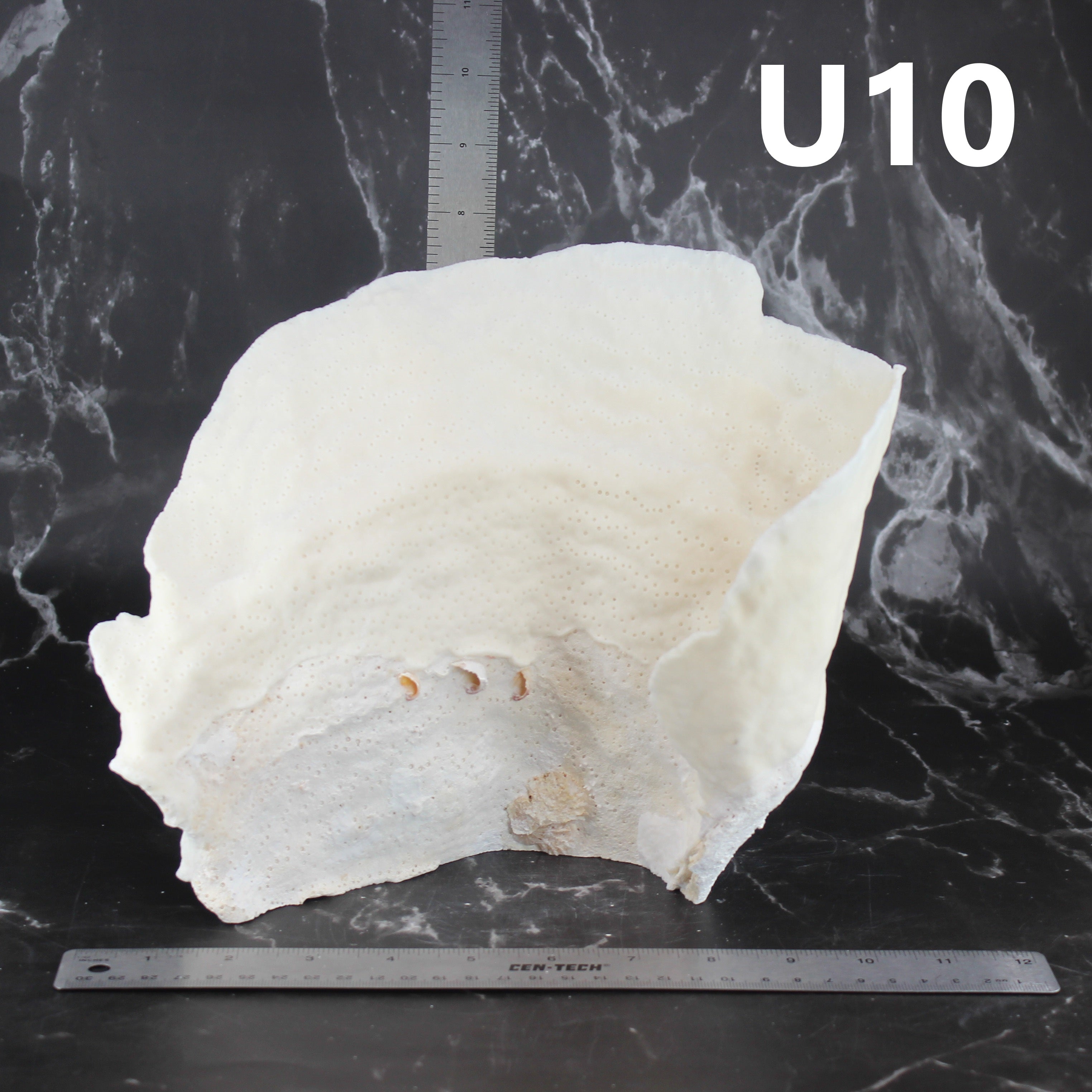 Cup Coral 10-12"