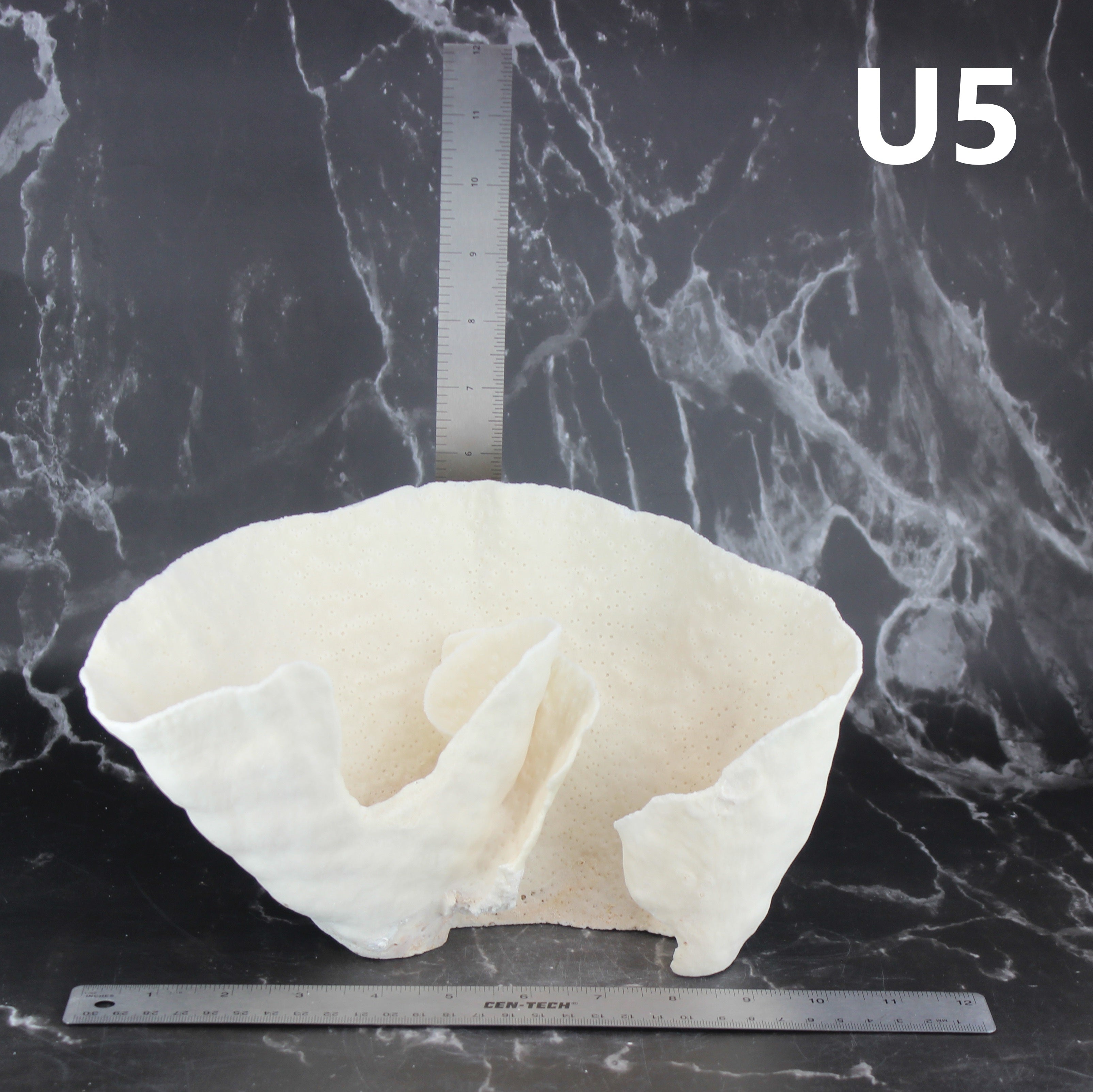Cup Coral 10-12"