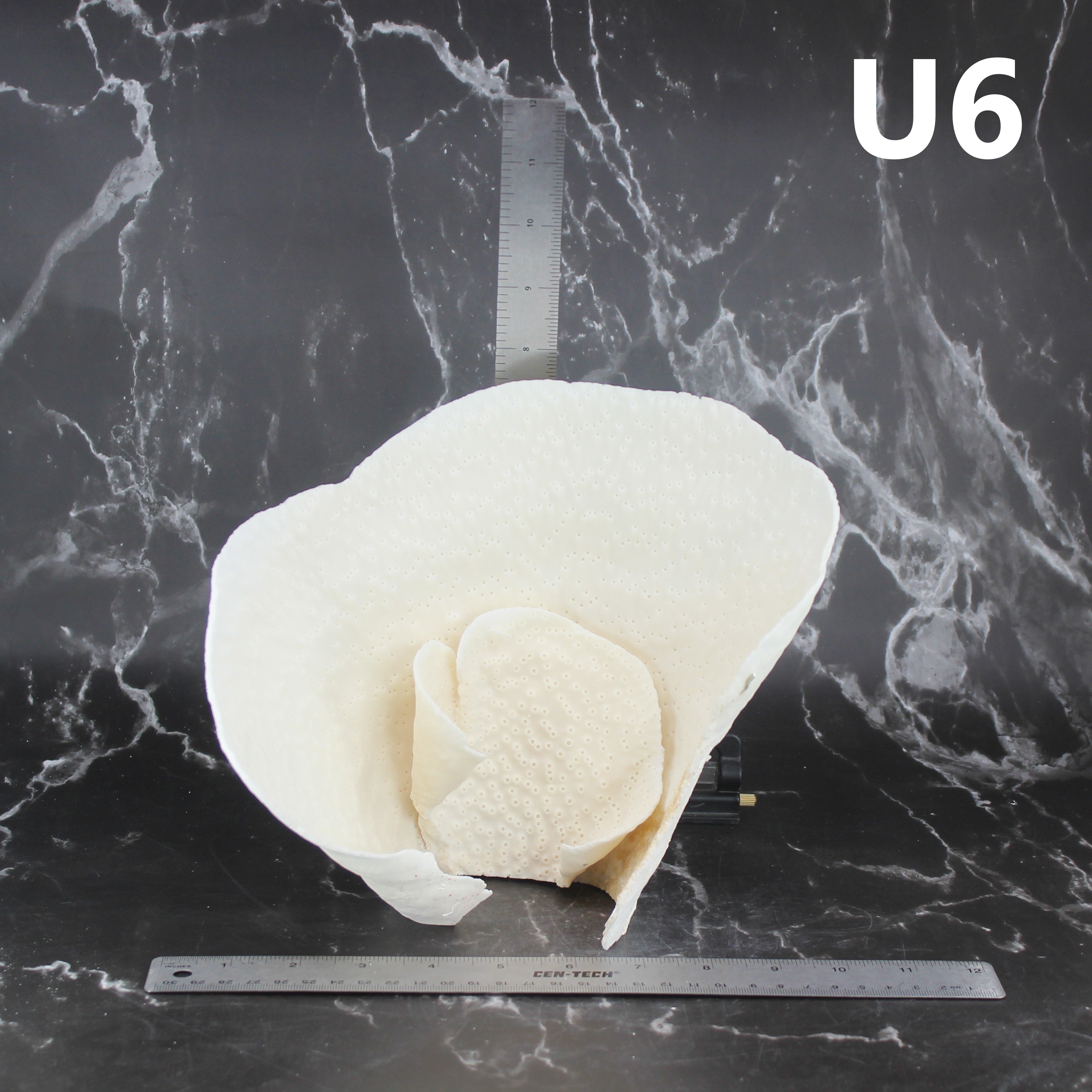 Cup Coral 10-12"