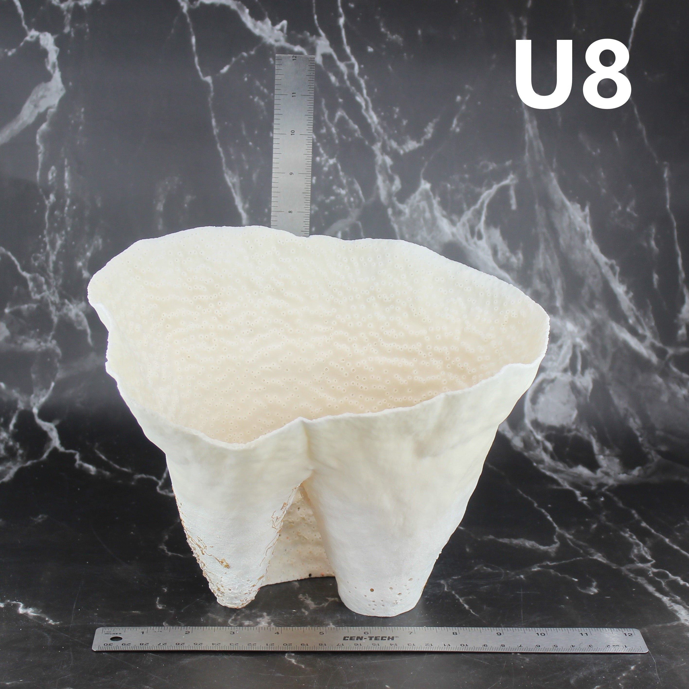 Cup Coral 10-12"