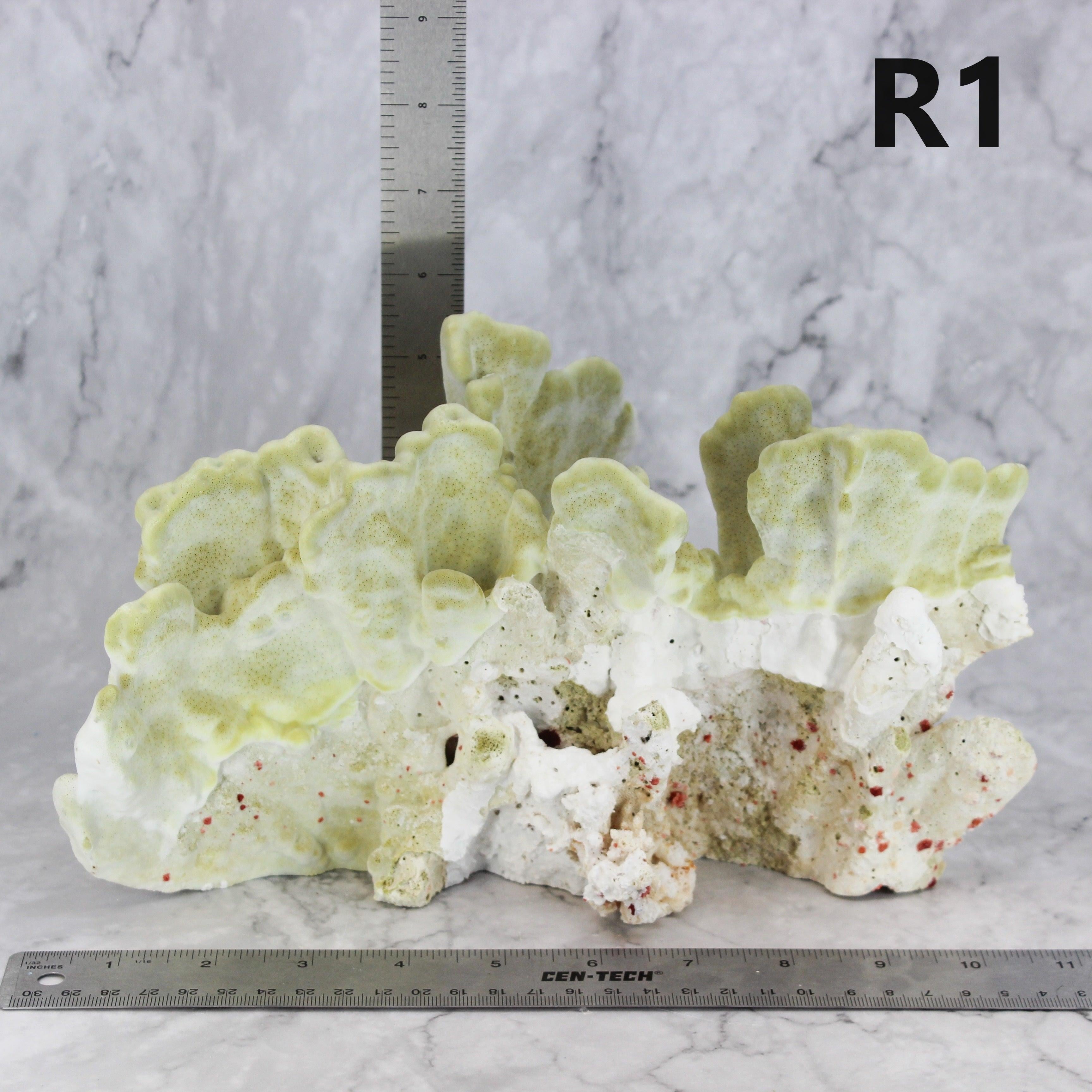 Fire Slab Coral 10-12"
