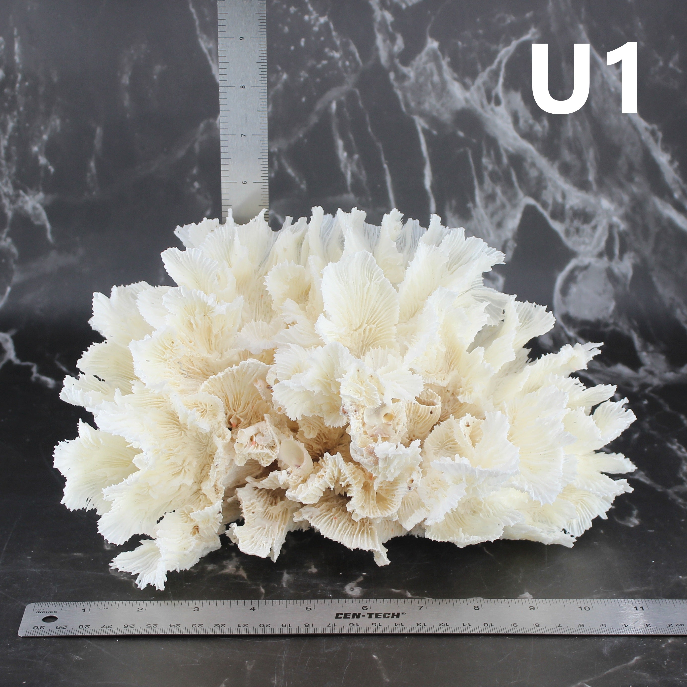 Lettuce Coral 10-12"