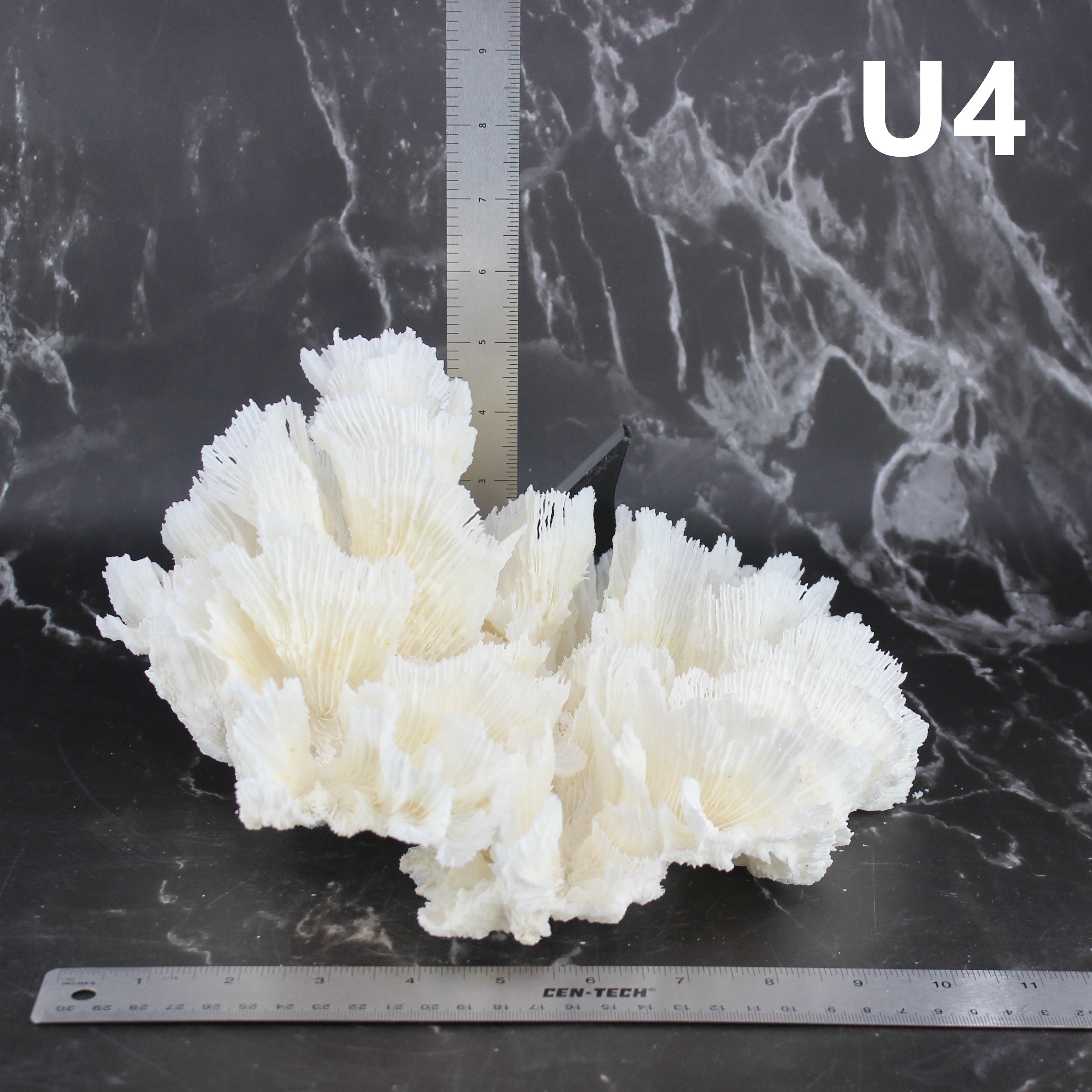 Lettuce Coral 10-12"
