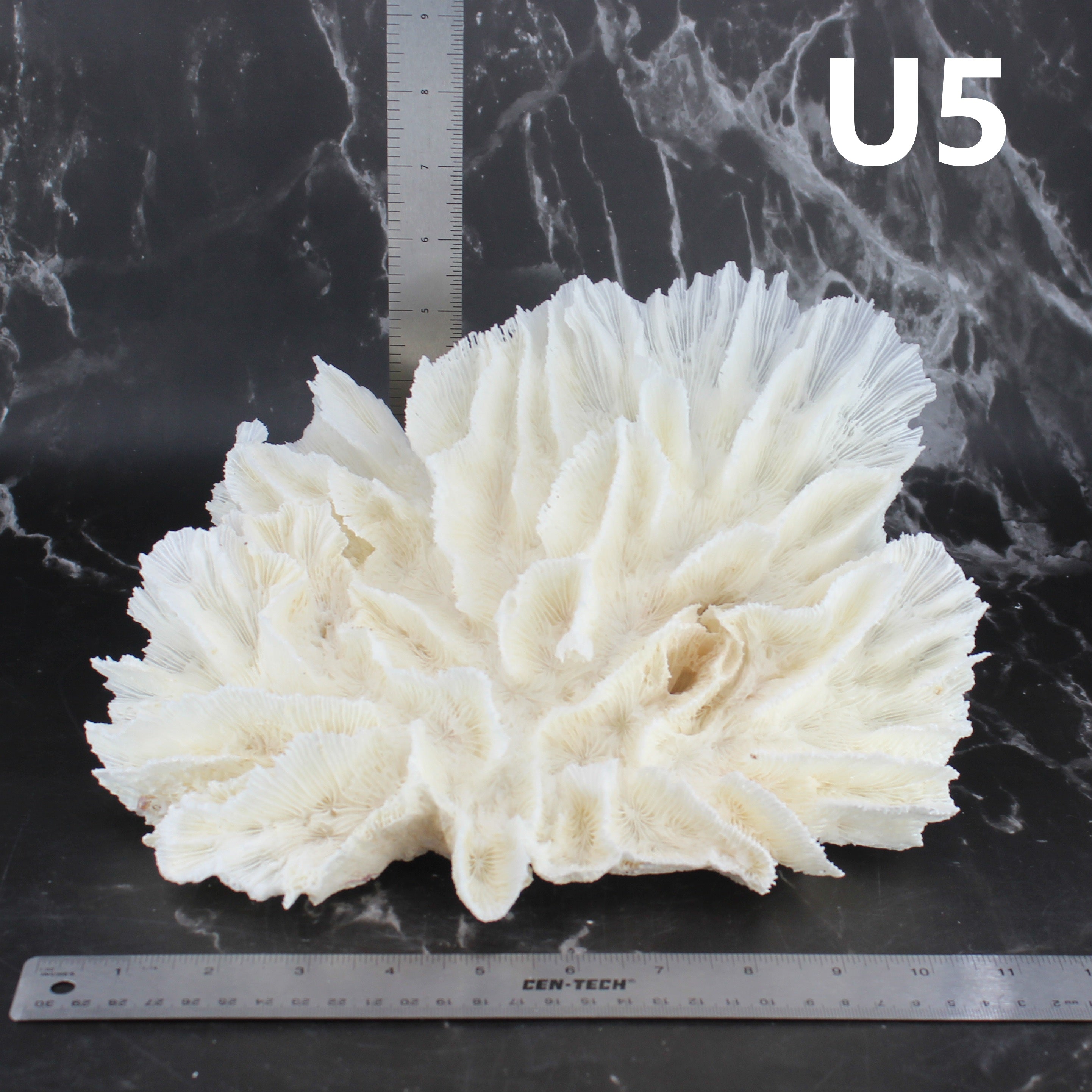 Lettuce Coral 10-12"