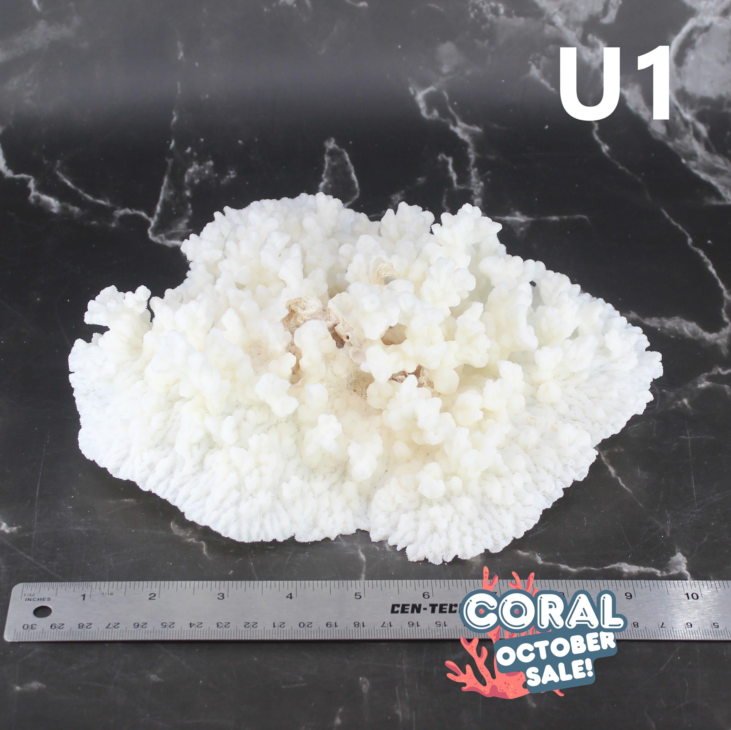 Merulina Coral 10-12"