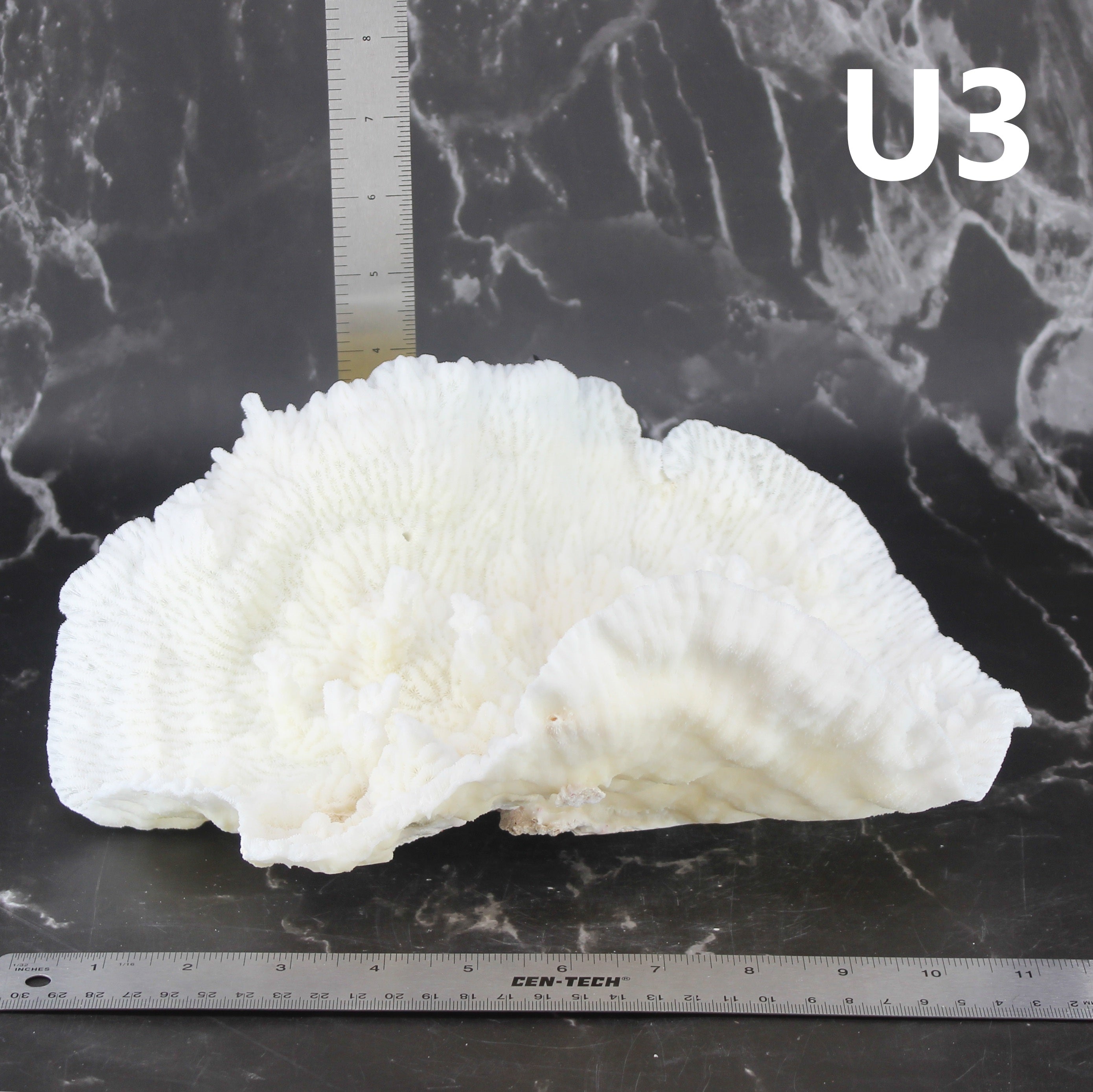 Merulina Coral 10-12"
