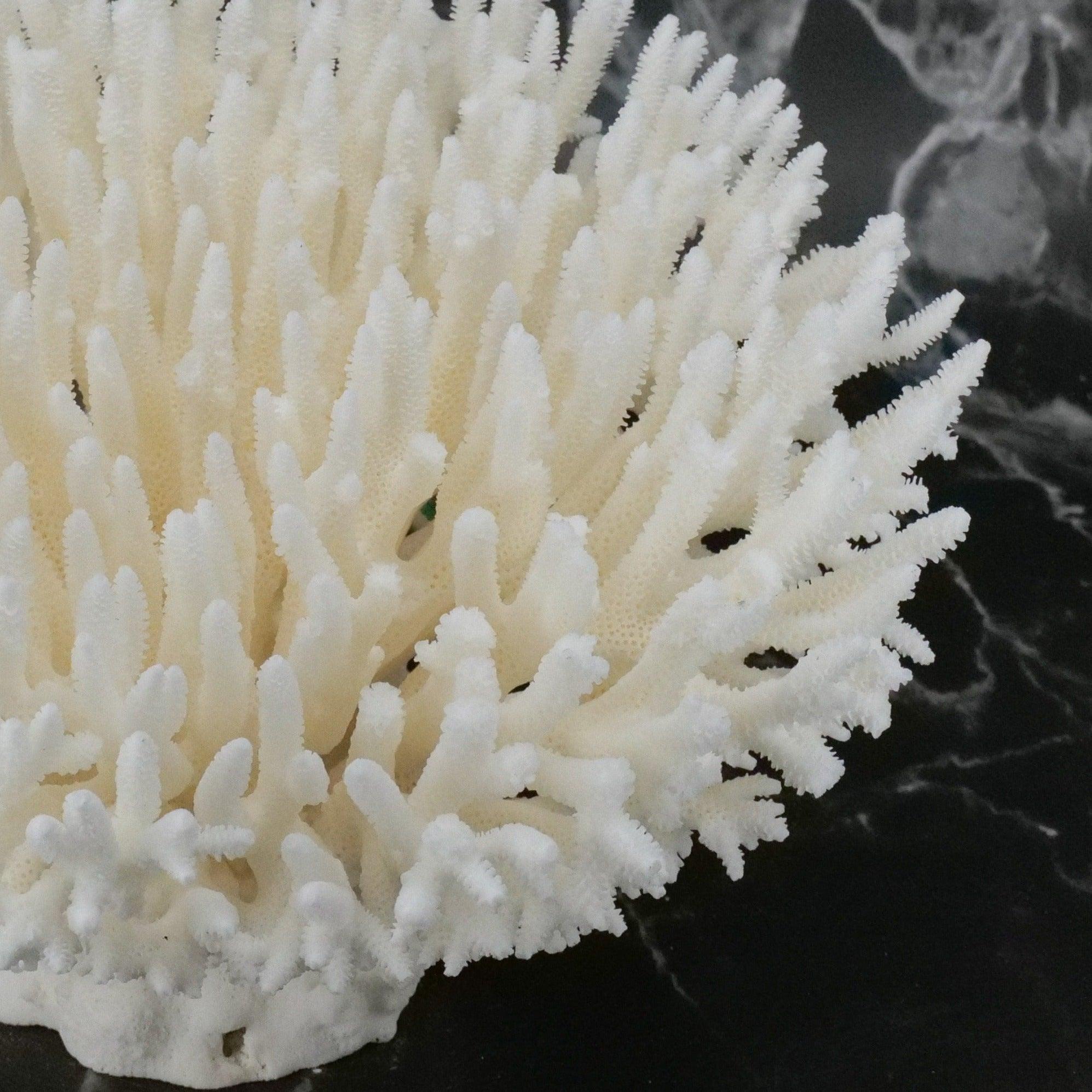 Table Coral 10-12"