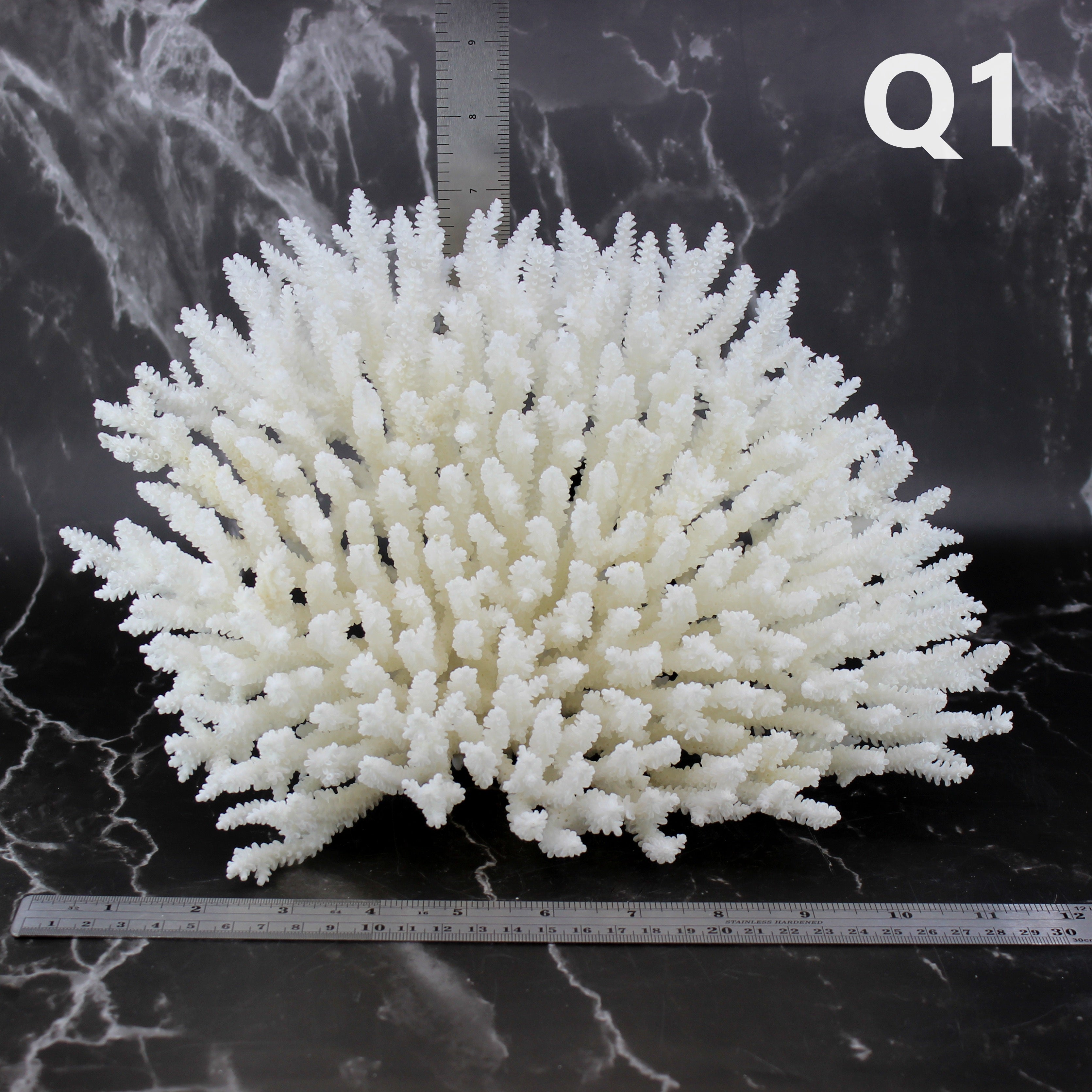 Table Coral 10-12"