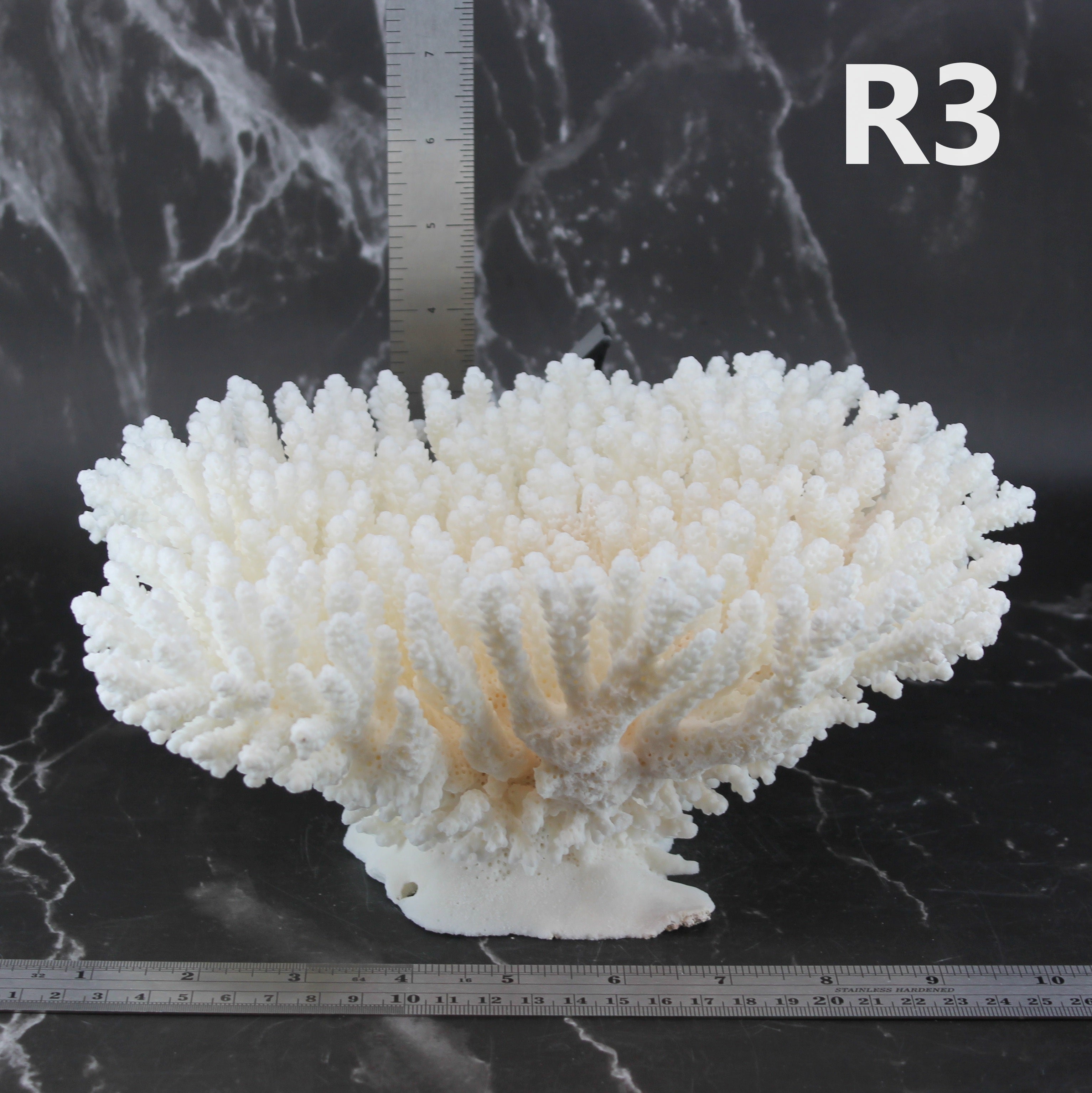 Table Coral 10-12"