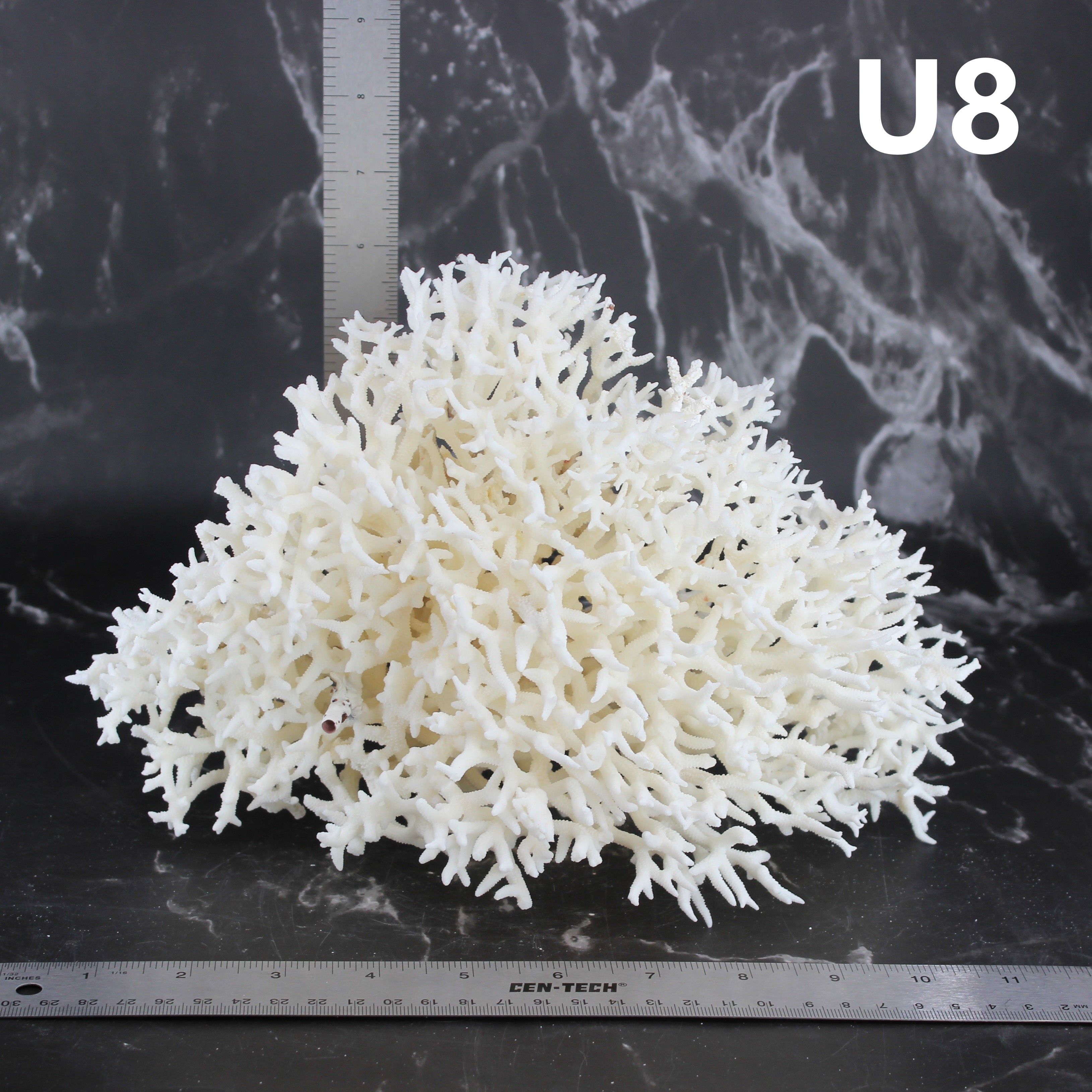 Birdsnest Coral 10-12"