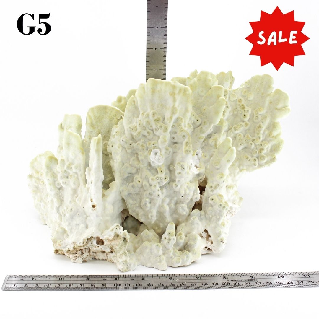 Fire Slab Coral 12-14"