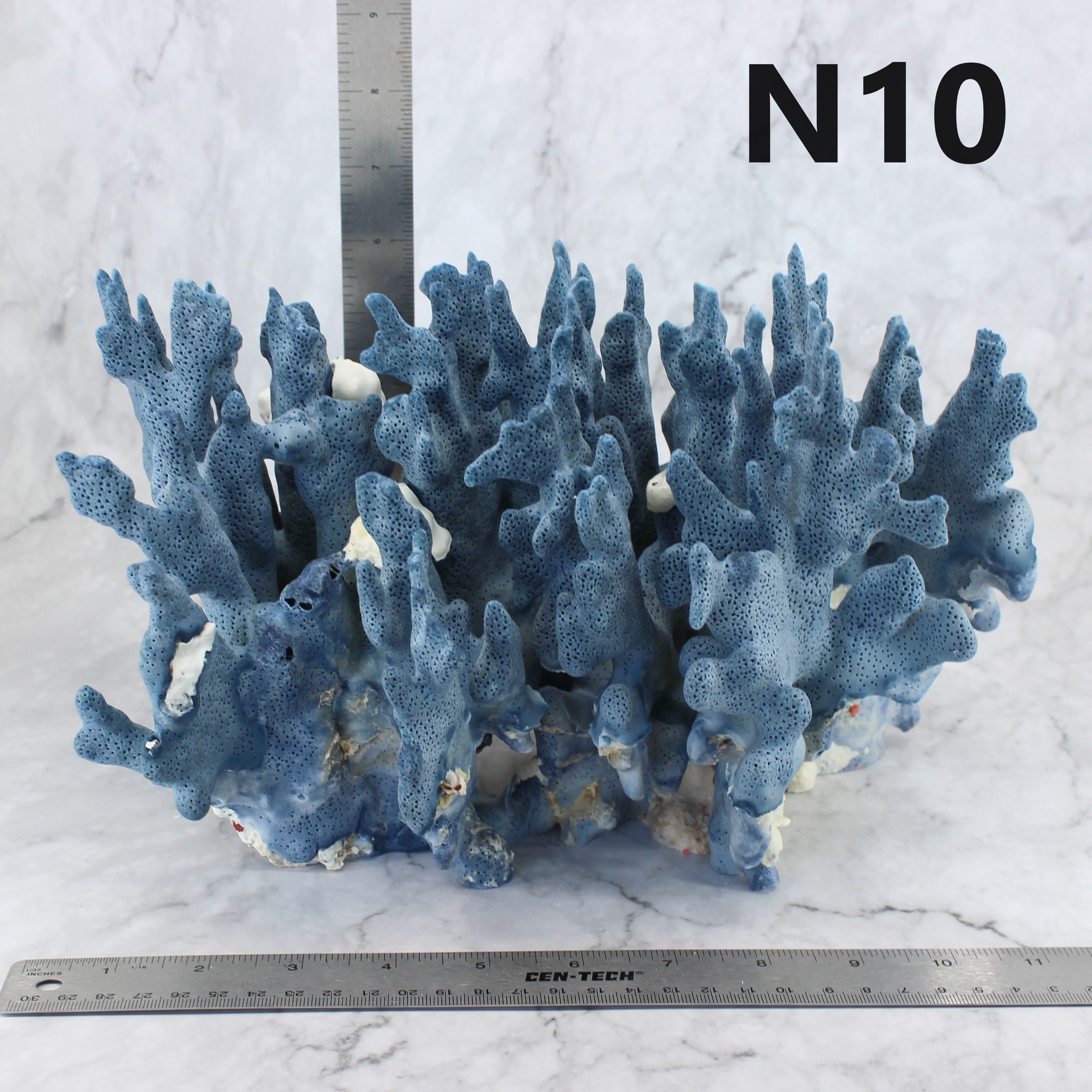 Blue Coral 12-14"