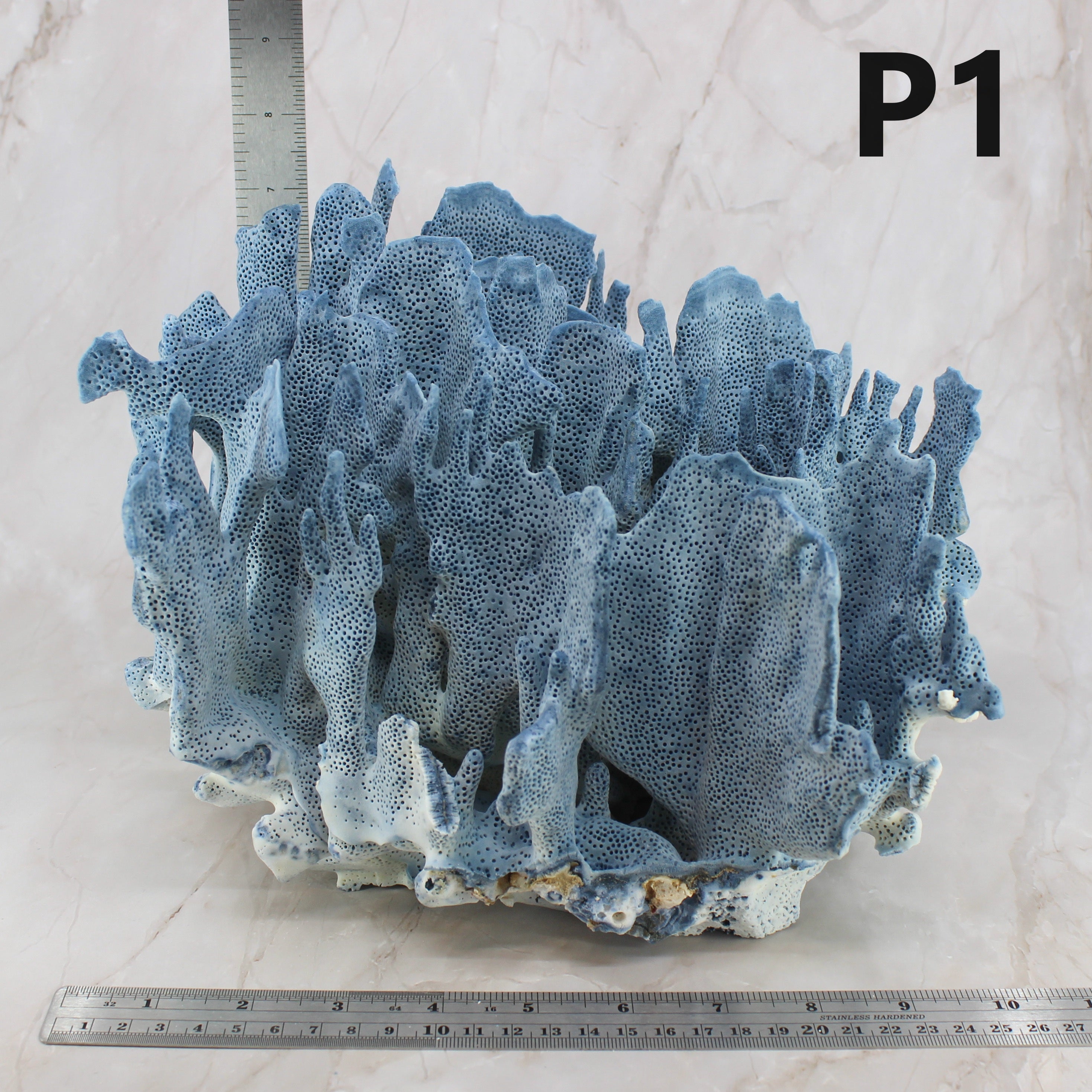 Blue Coral 12-14"