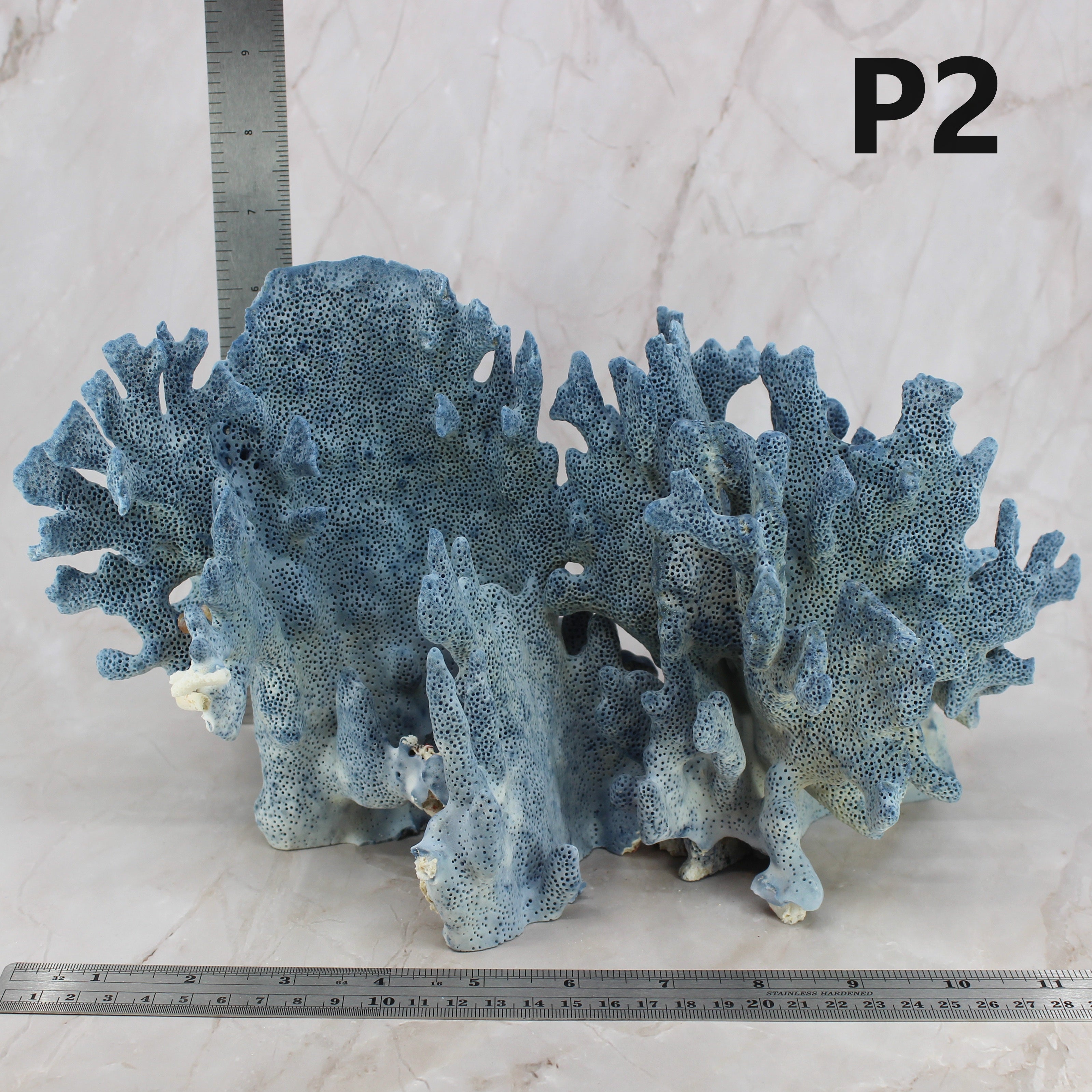 Blue Coral 12-14"