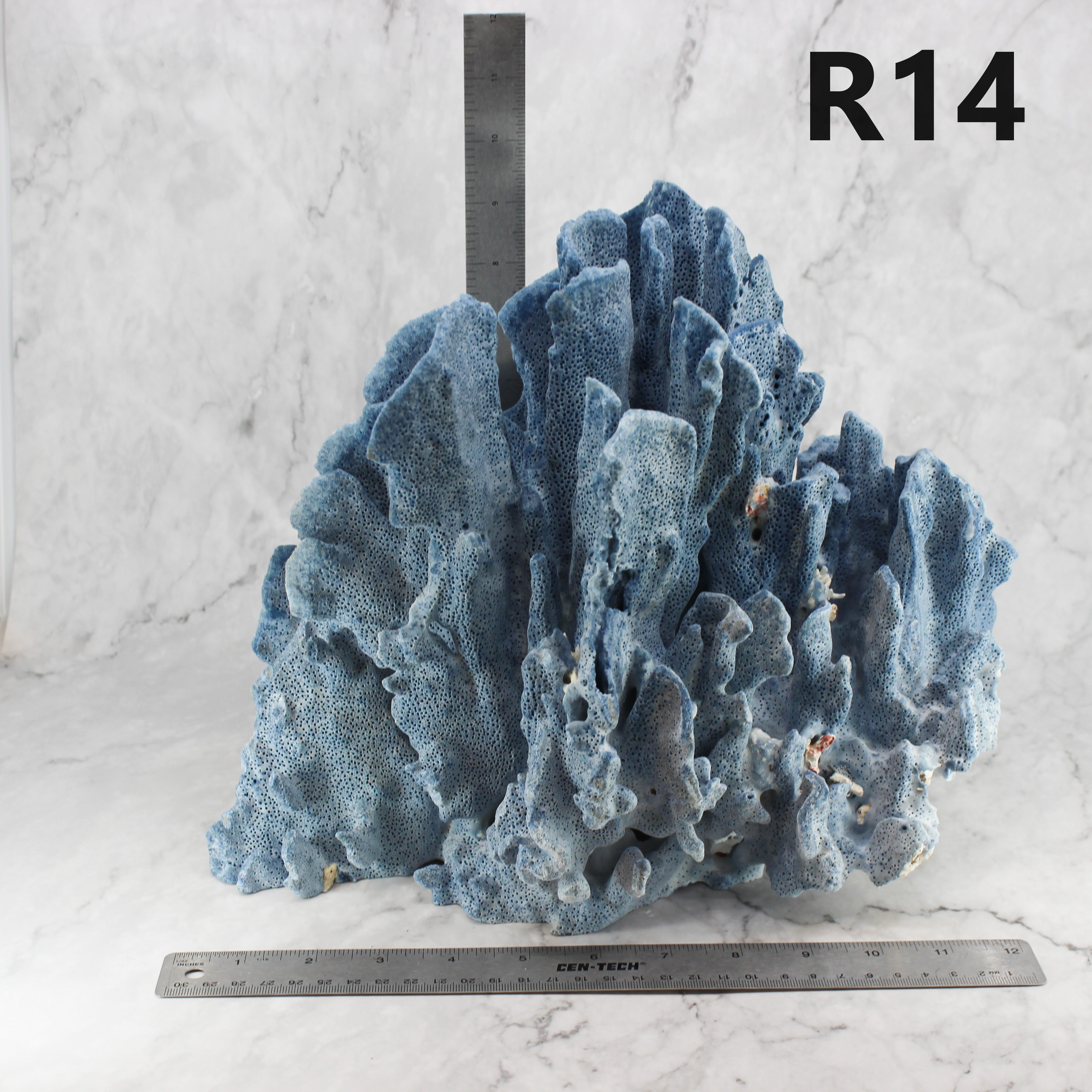 Blue Coral 12-14"