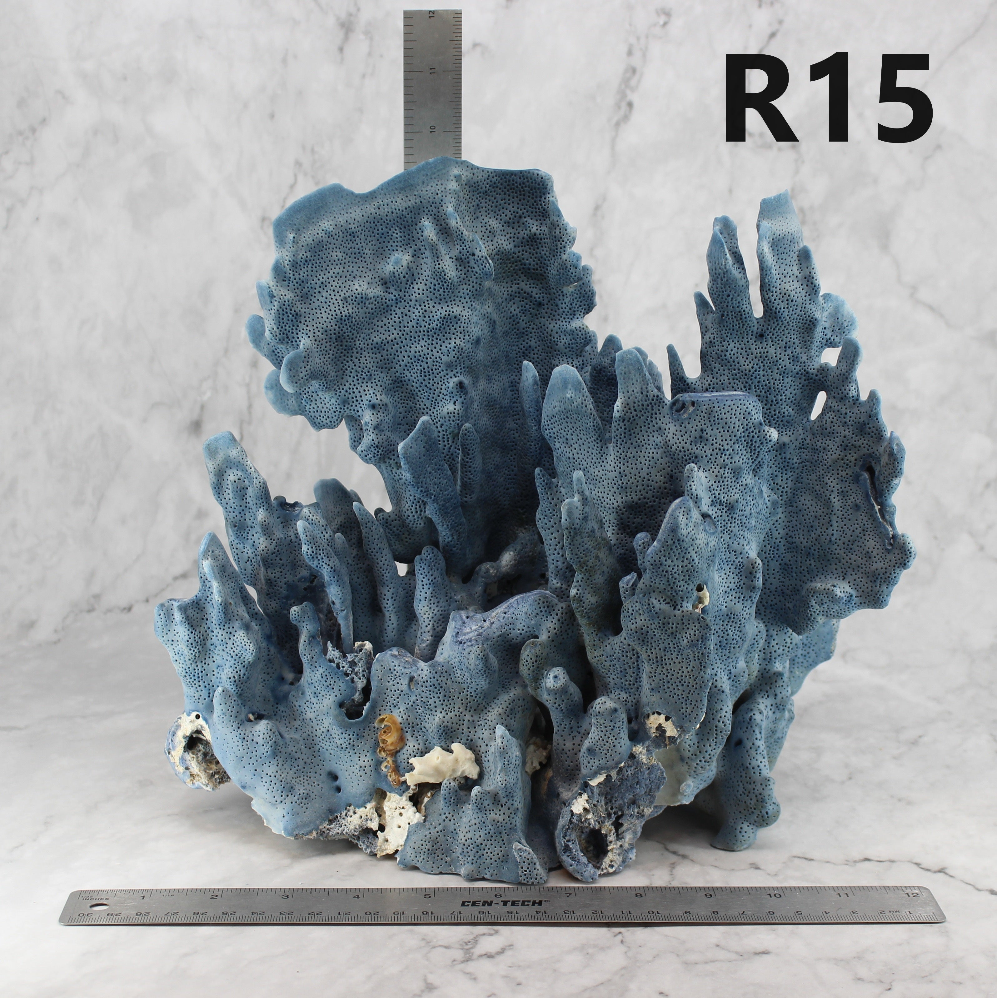 Blue Coral 12-14"